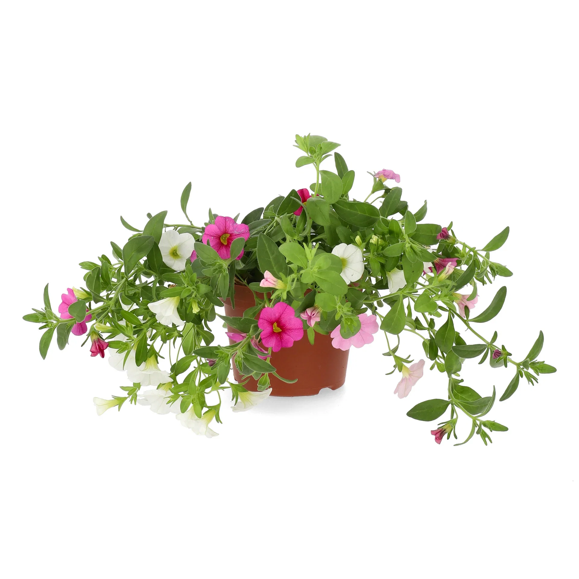 Calibrachoa Romantic G. Pinkish 12 cm