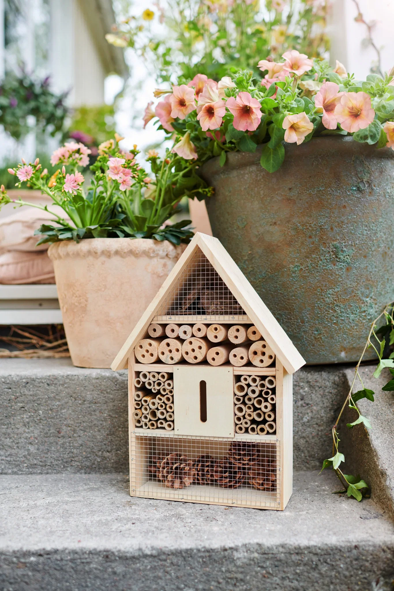 Calibrachoa Romantic G. Pinkish 12 cm