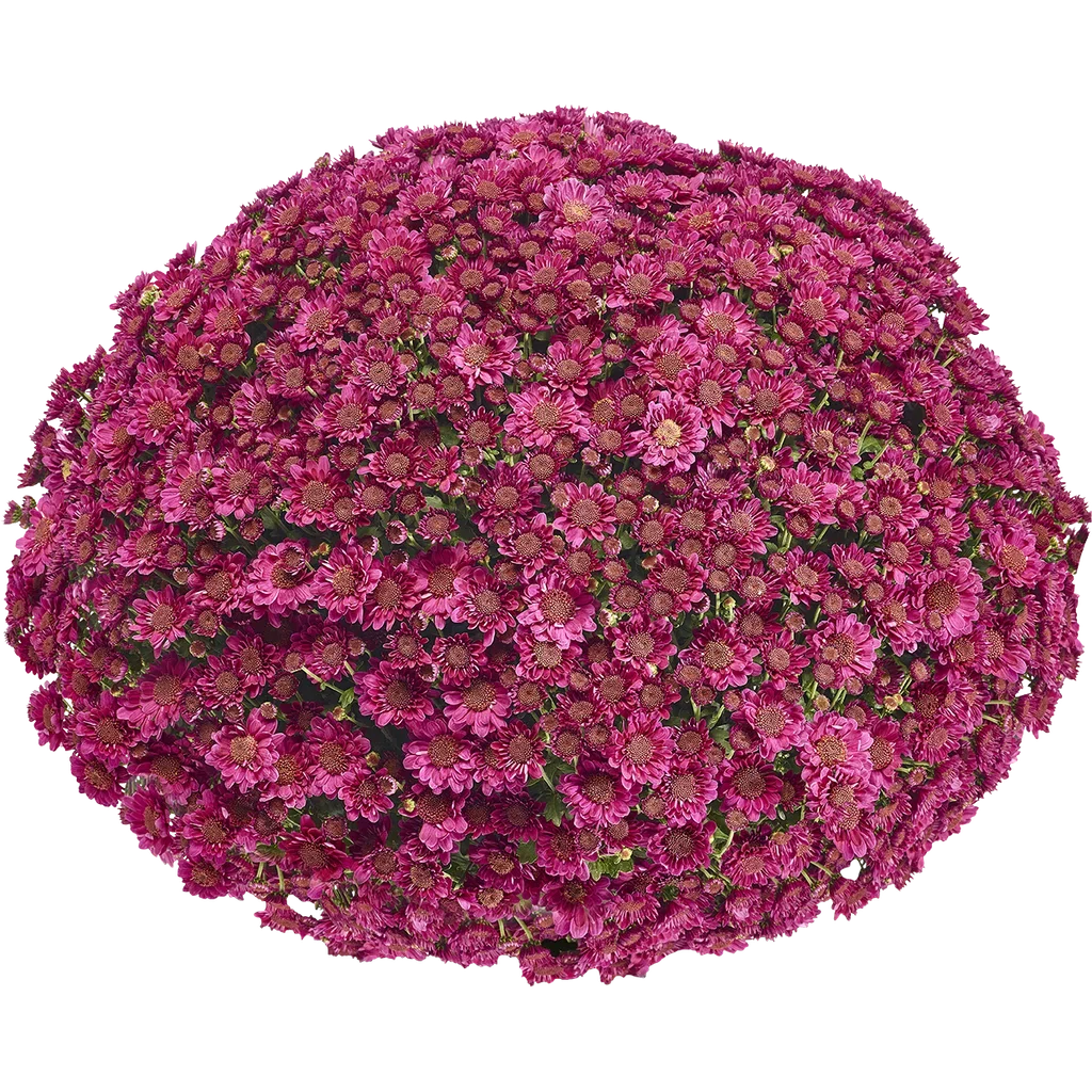 Chrysanthemum ind. 'Amarena' Purple 15 cm
