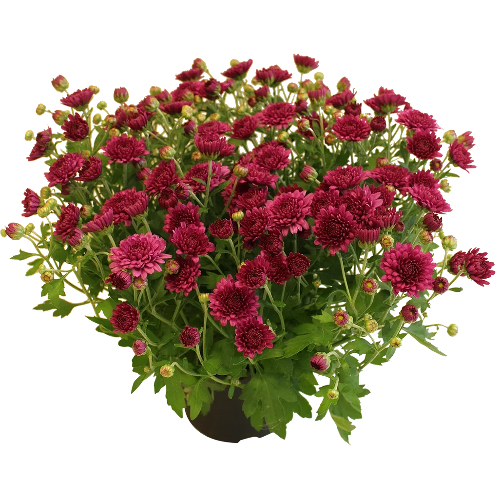 Chrysanthemum ind. 'Amarena' Purple 15 cm