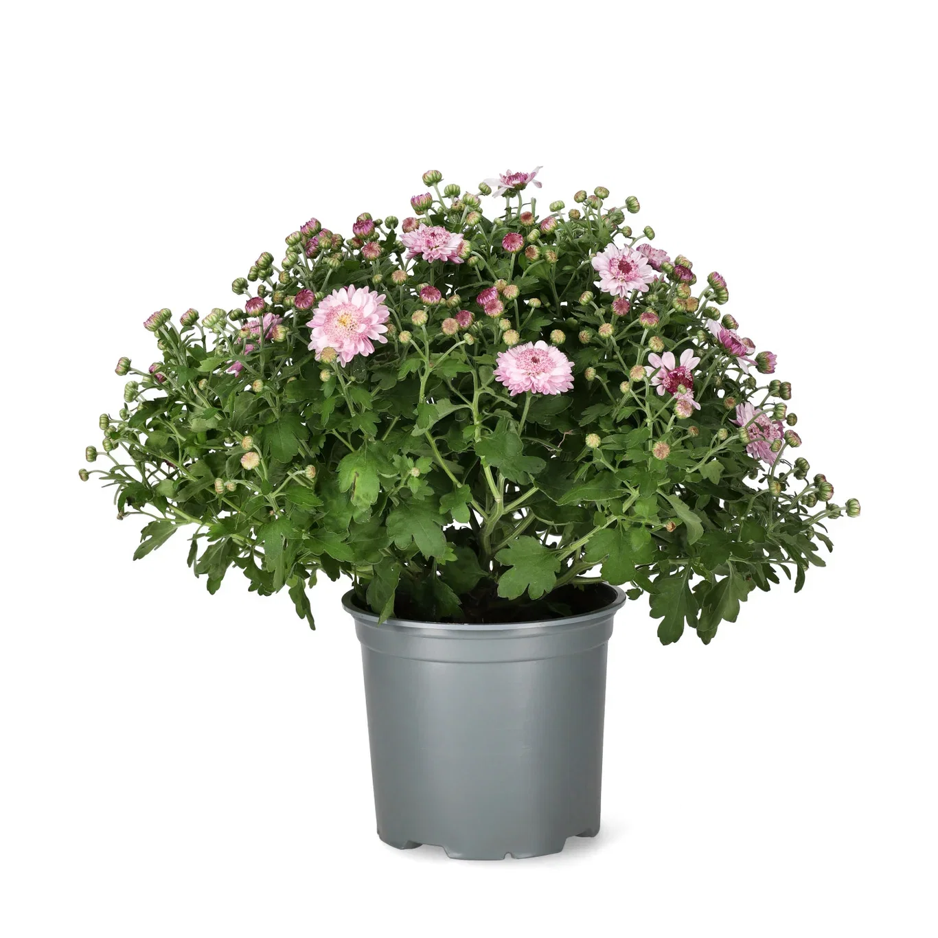 Chrysanthemum ind. 'Amarena' Pink 15 cm