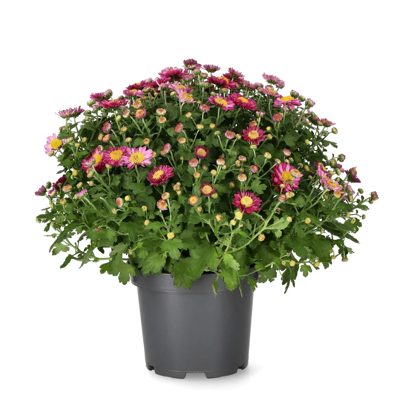 Chrysanthemum ind. 'Amarena' Purple 15 cm