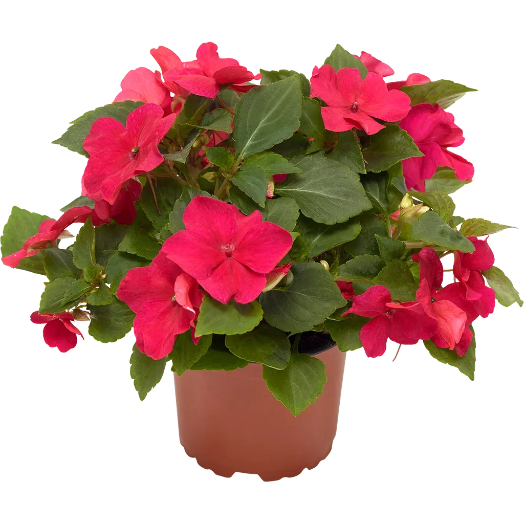 Impatiens walleriana 'Imara' Rose' 12 cm