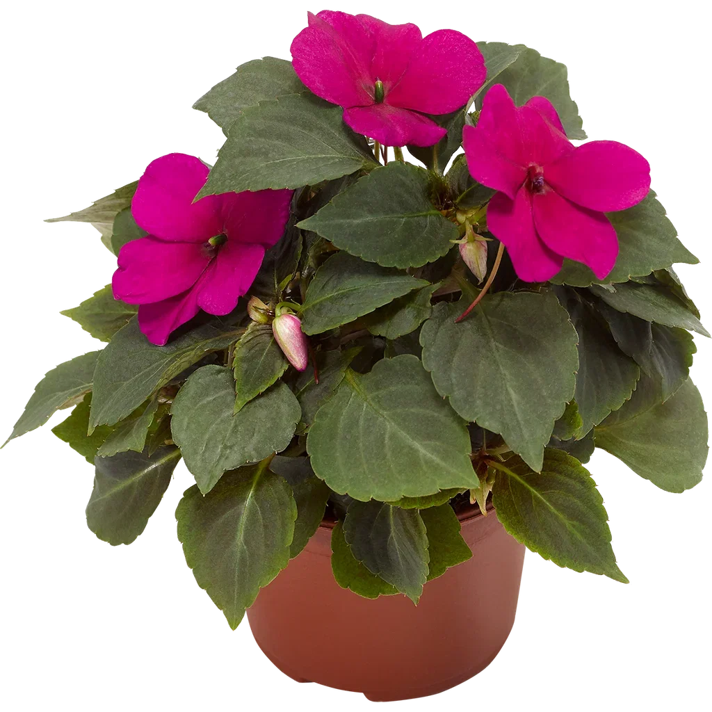 Impatiens walleriana 'Imara' Purple 12 cm