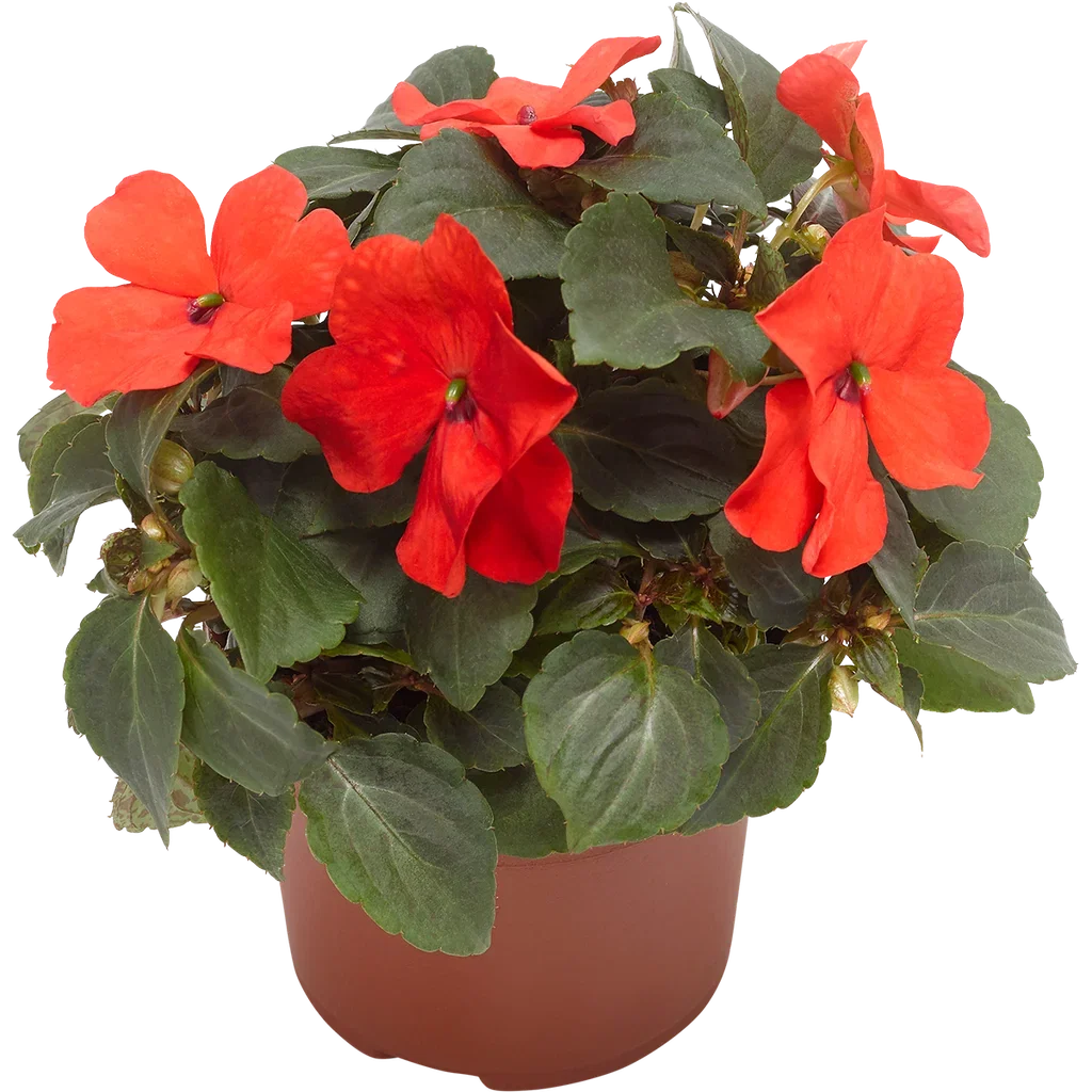 Impatiens walleriana 'Imara' Orange 12 cm