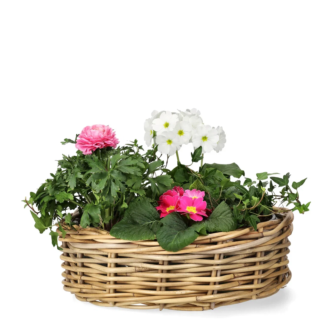 Primula vulgaris 10,5 cm