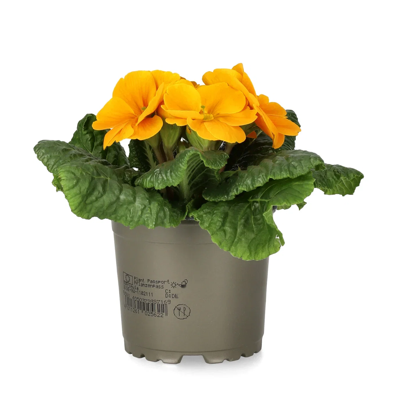 Primula vulgaris 10,5 cm