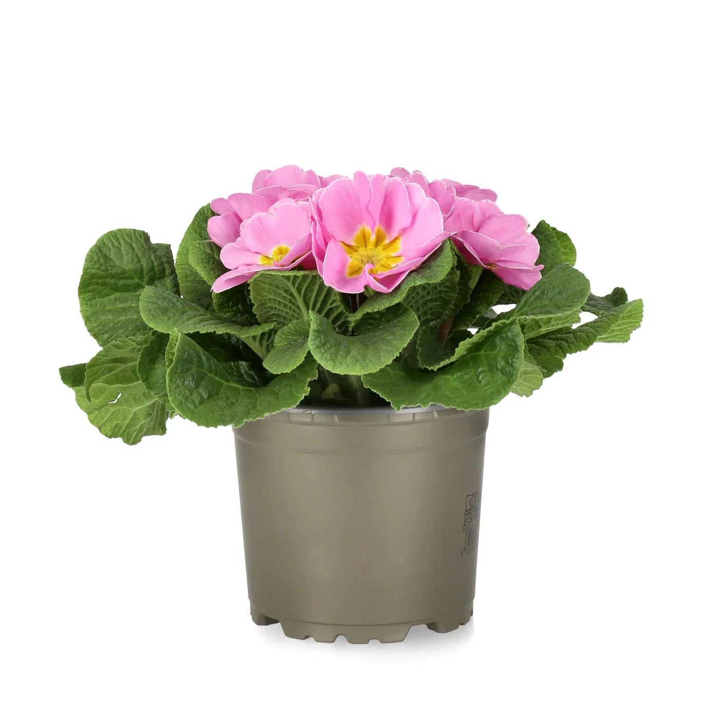 Primula vulgaris 10,5 cm