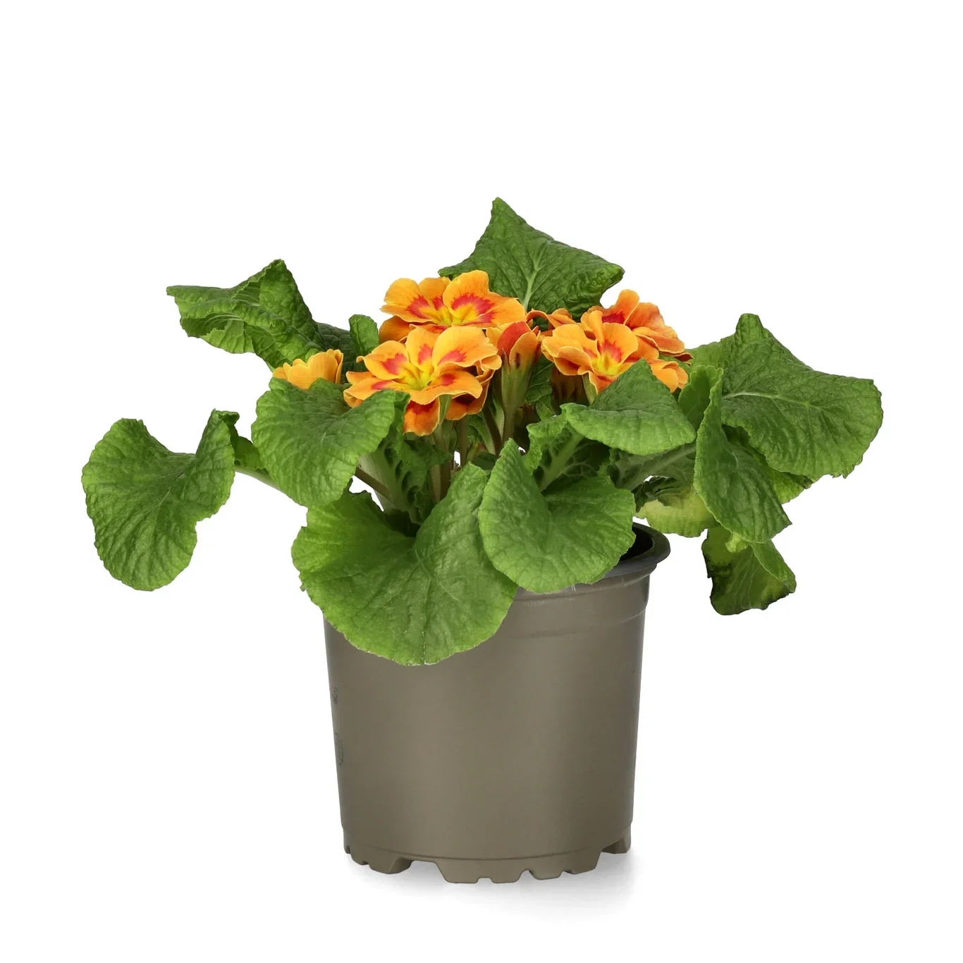 Primula vulgaris 10,5 cm