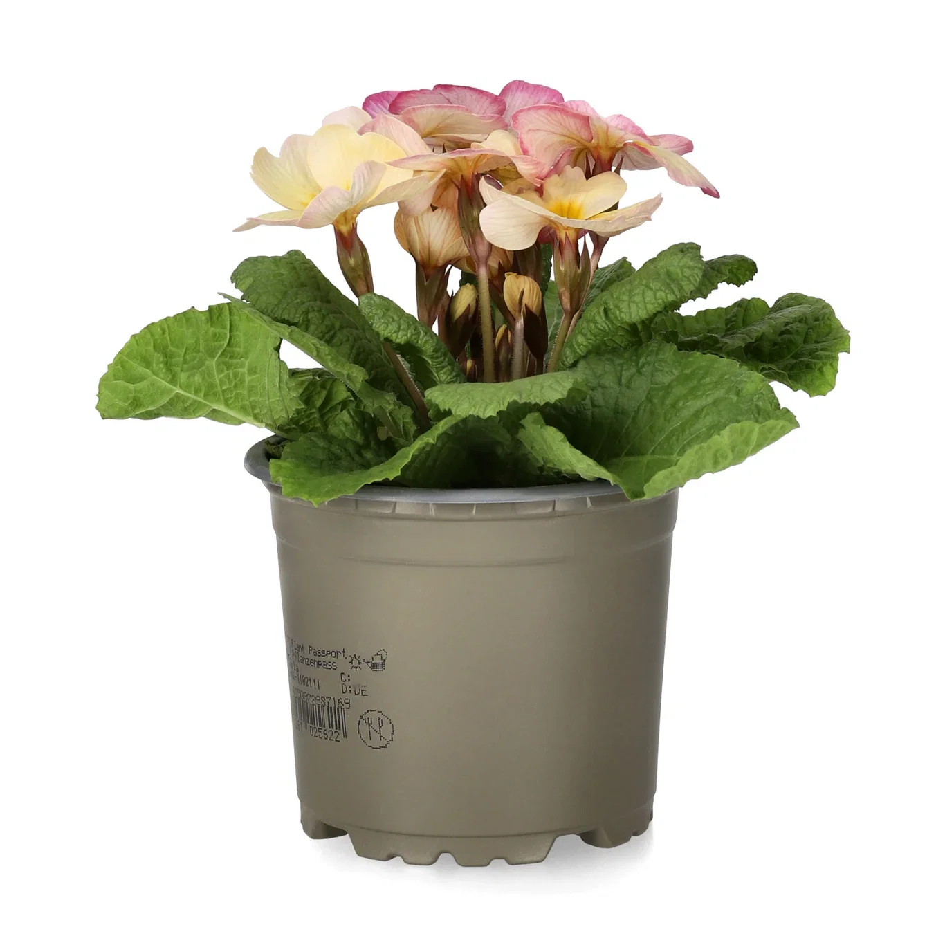 Primula vulgaris 10,5 cm