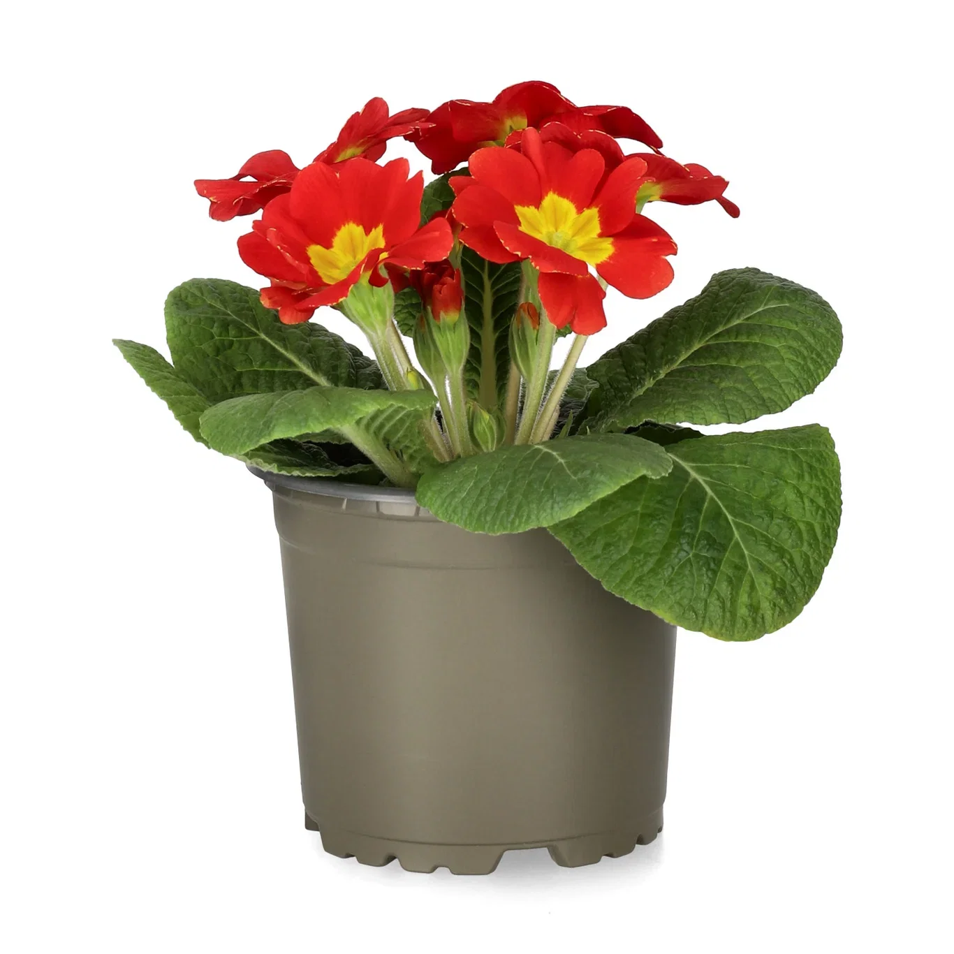 Primula vulgaris 10,5 cm