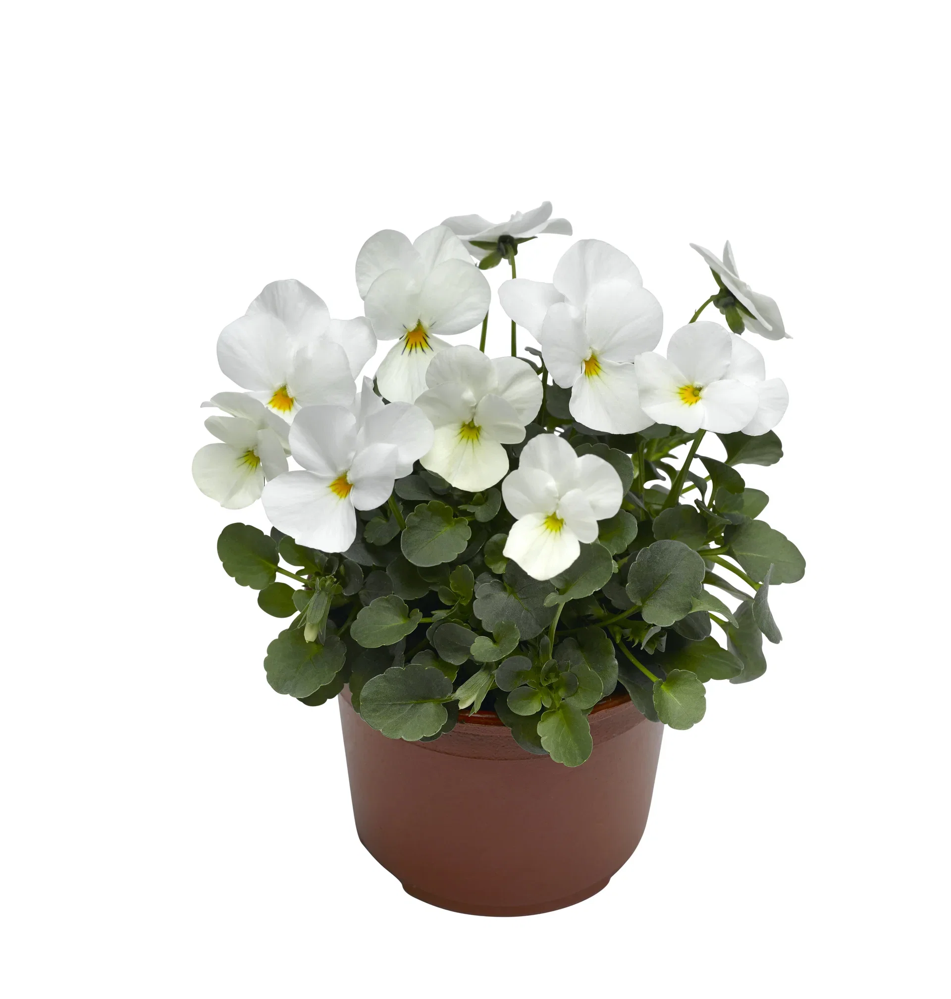 Stemor småblomstret