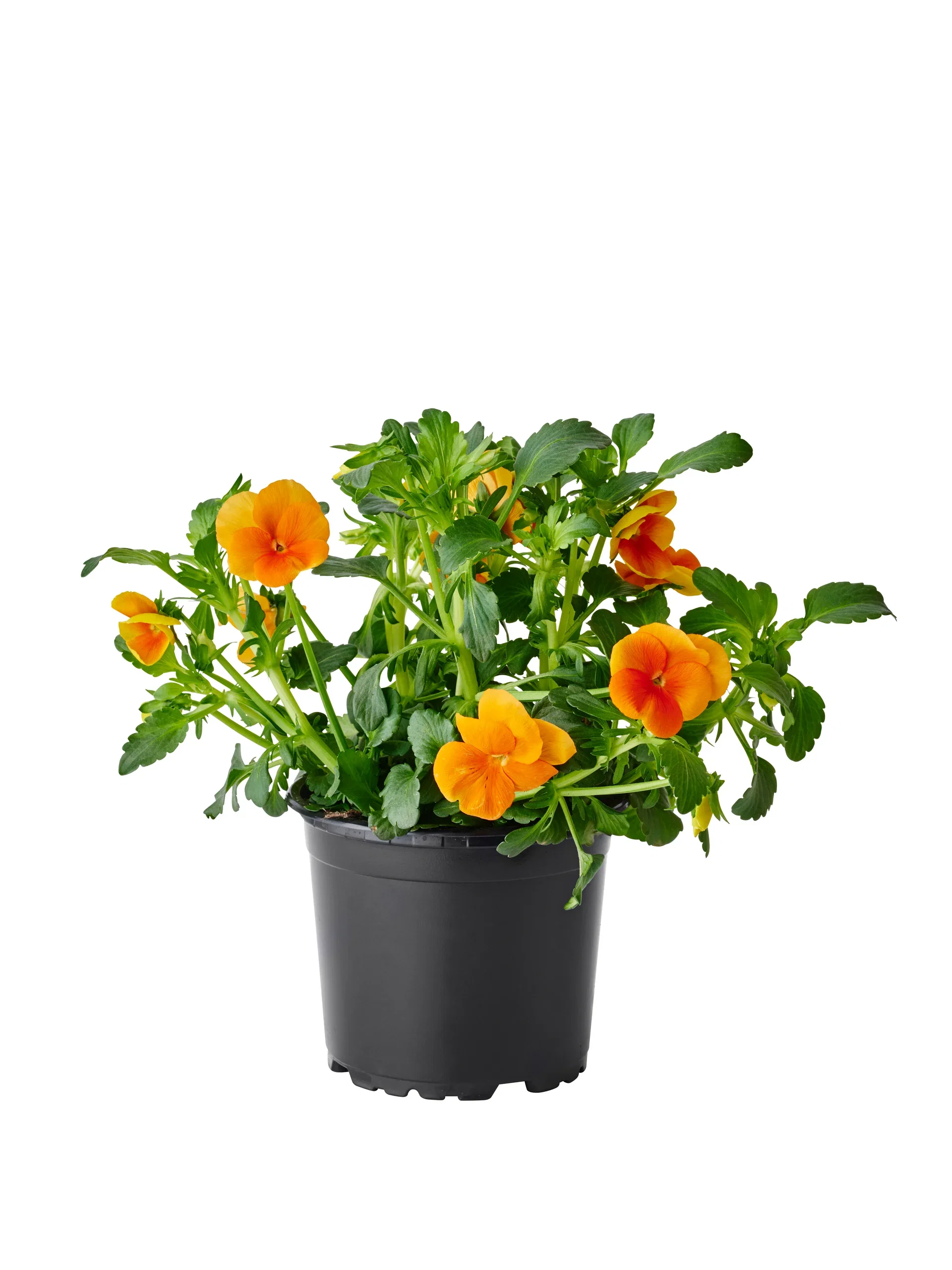 Stemor småblomstret
