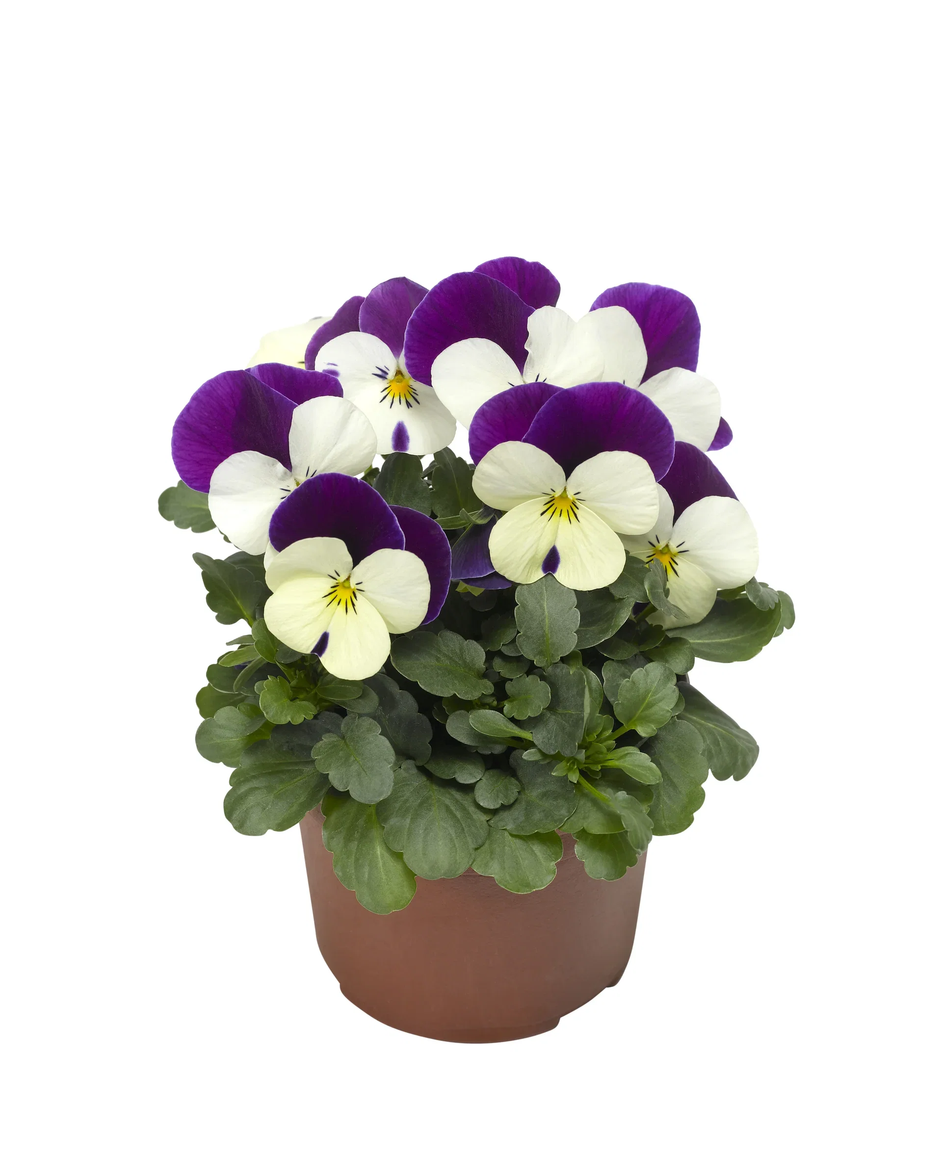 Stemor småblomstret