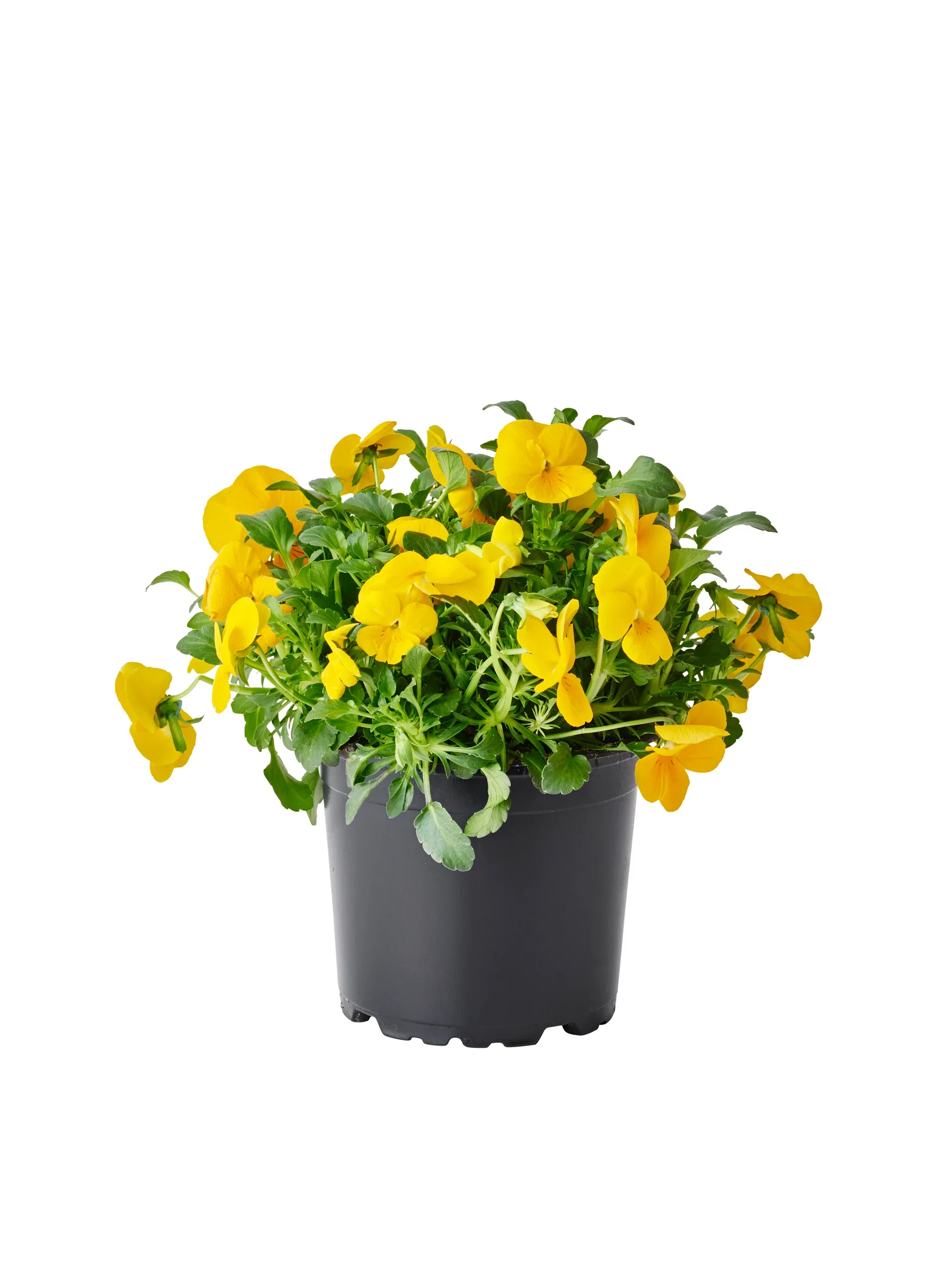 Stemor småblomstret