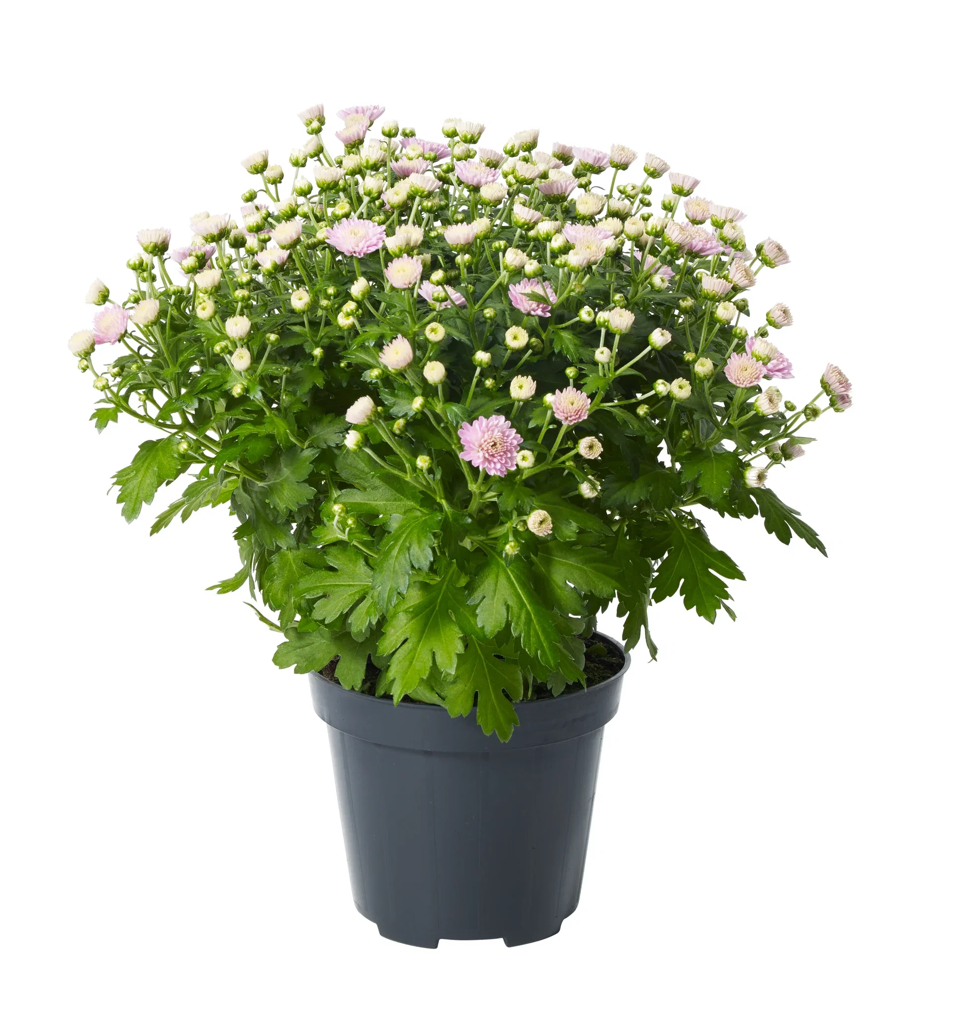 Frilandskrysantemum