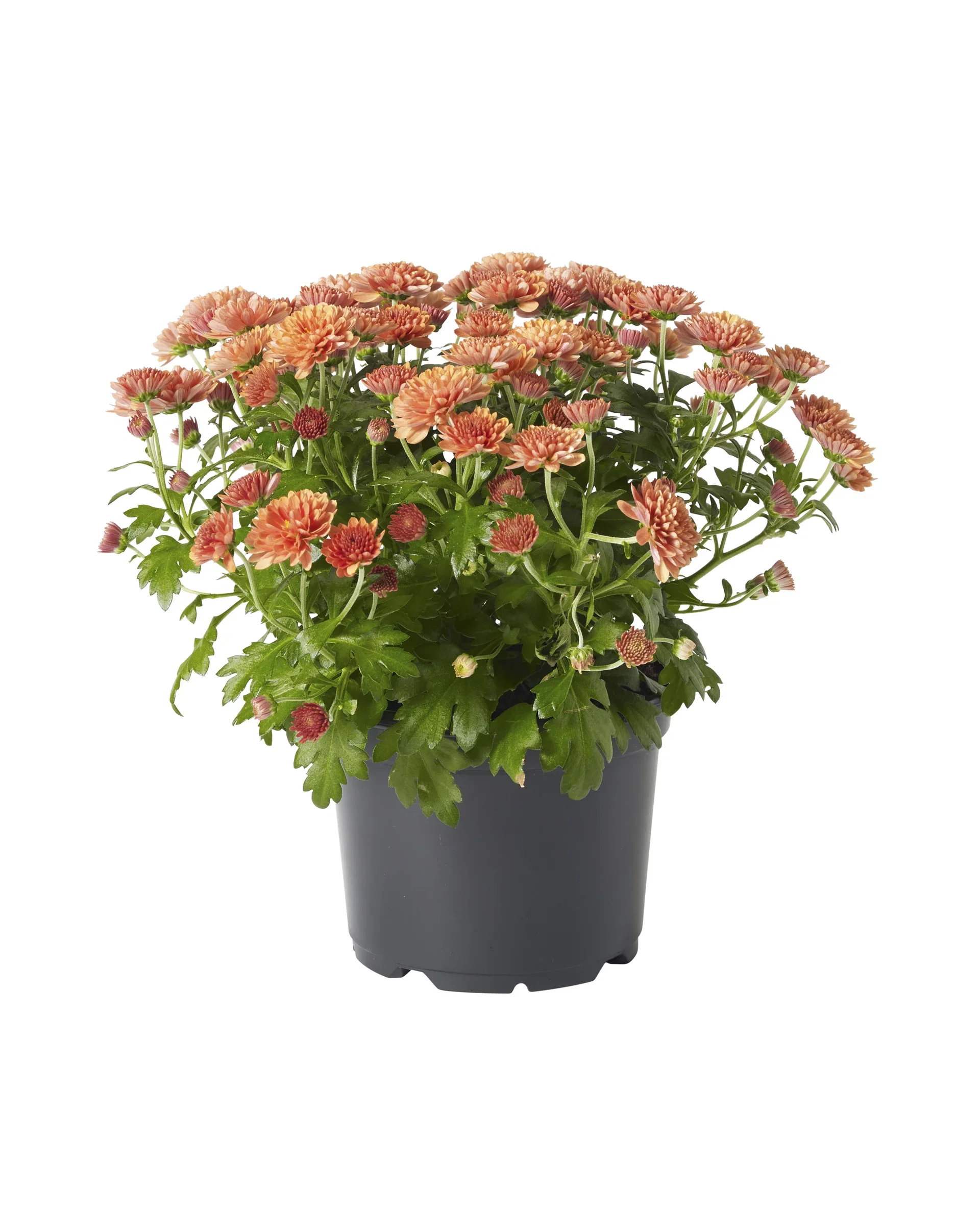 Frilandskrysantemum