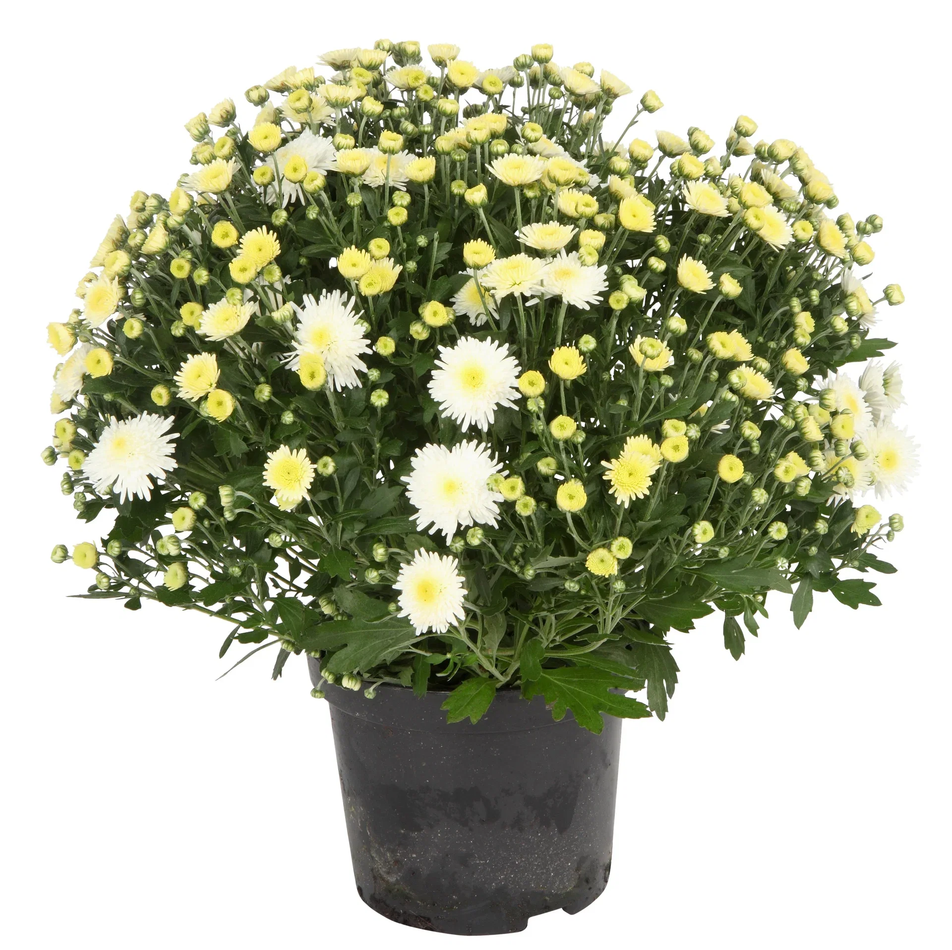 Chrysanthemum ind. White 19 cm