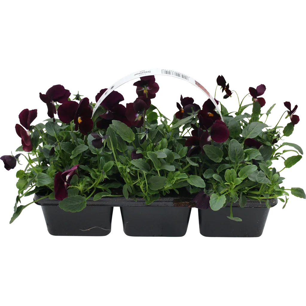 Viola small fl. Red 6-pack