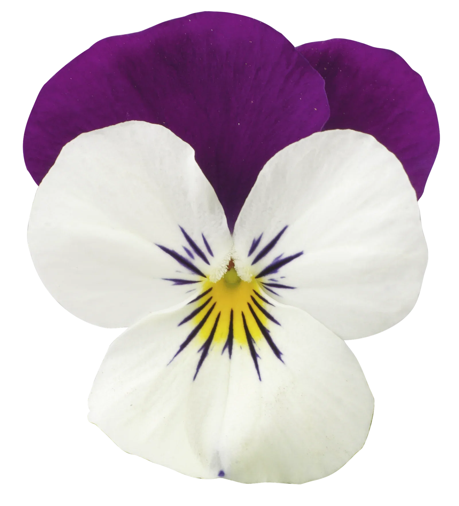 Stemor småblomstret