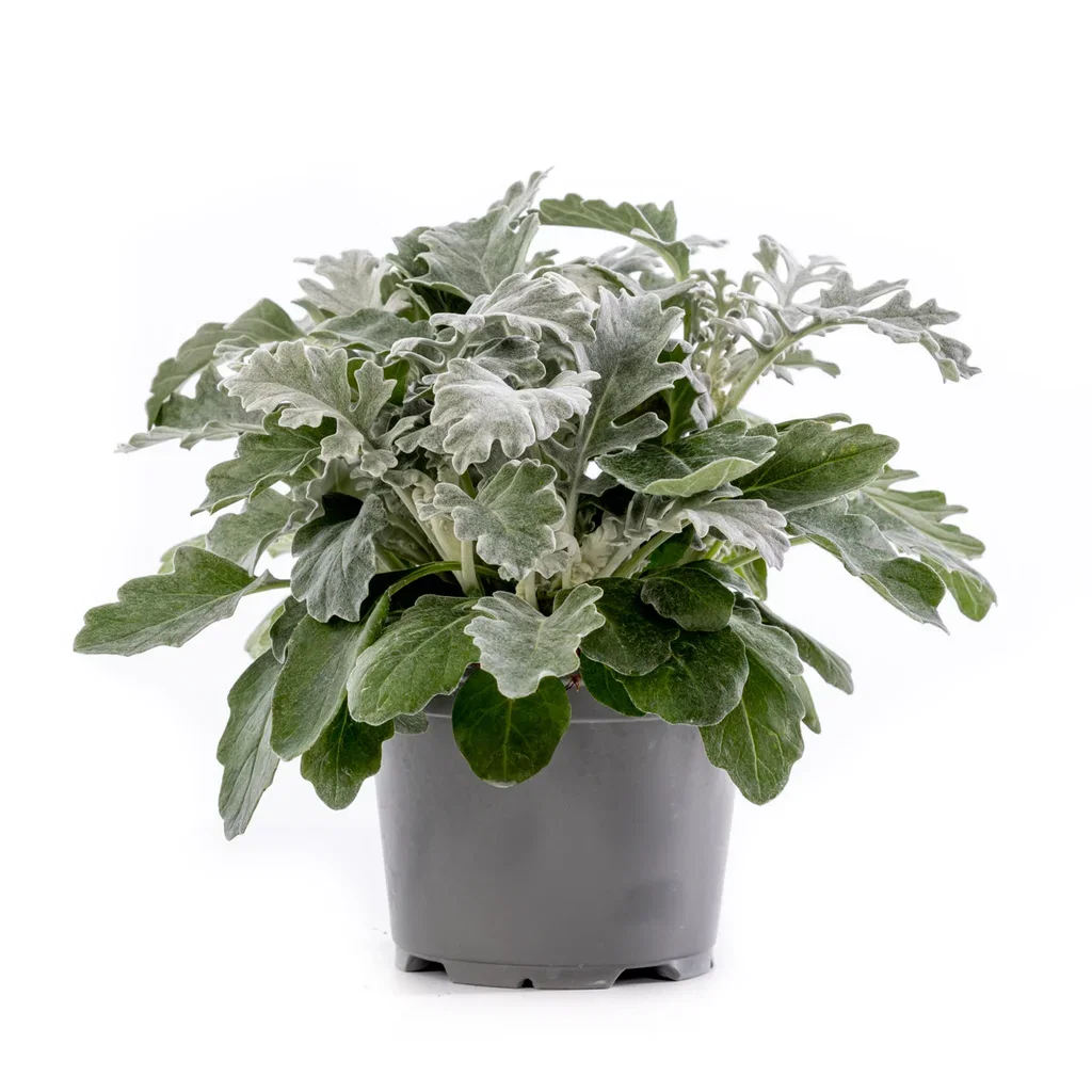 Senecio cineraria Silver 12 cm