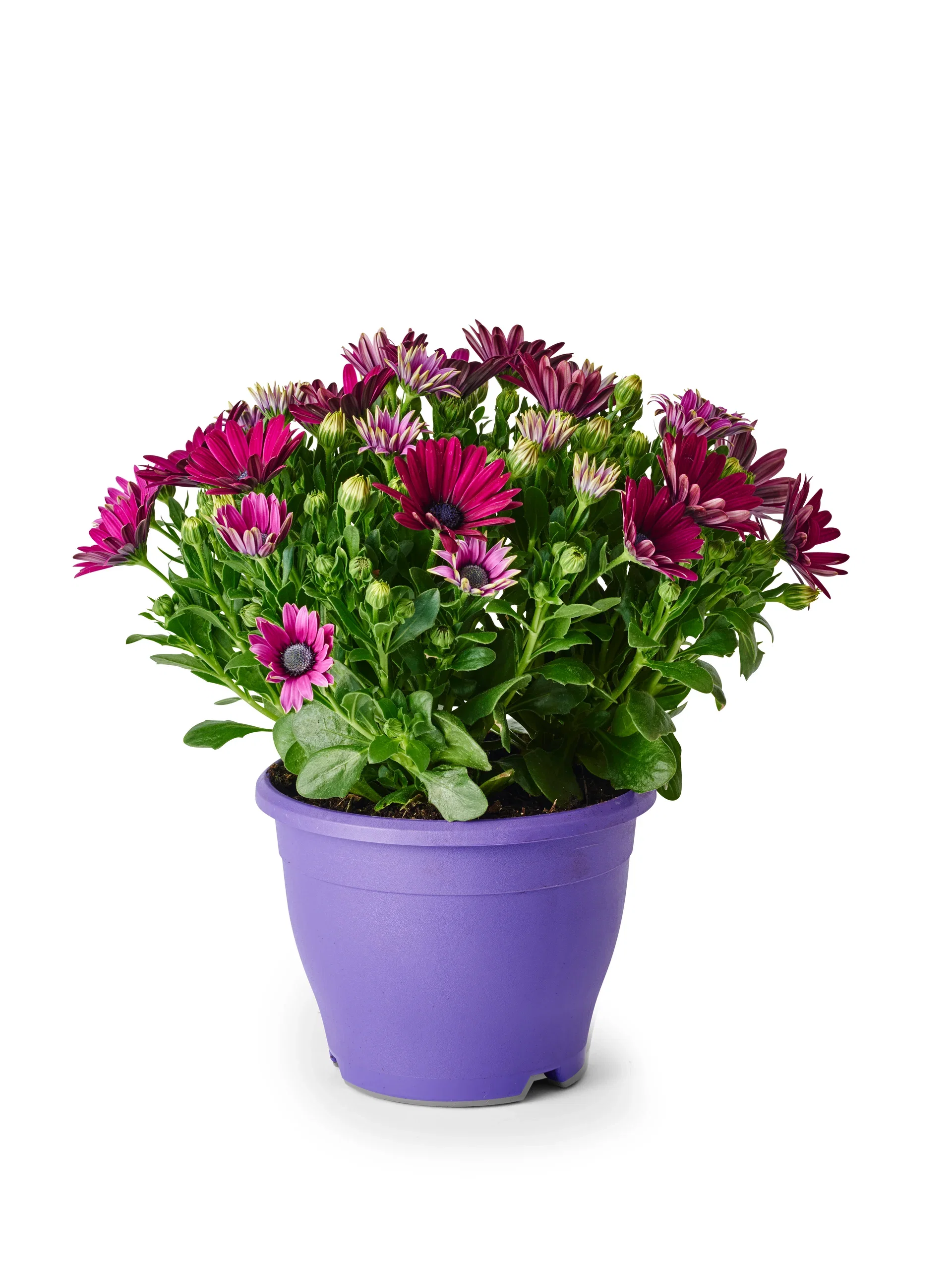 Osteospermum Purple 19 cm