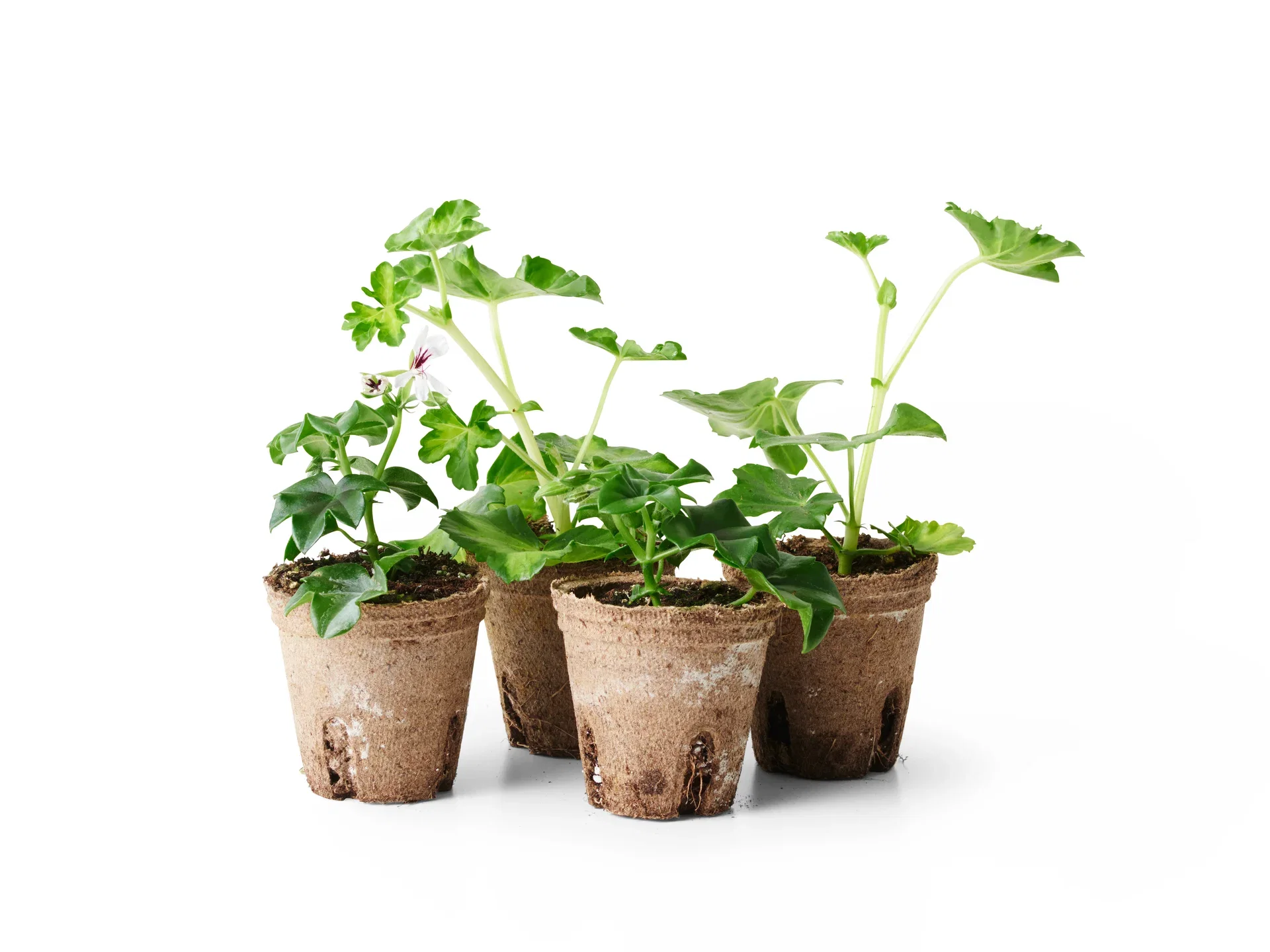 Slyngpelargonia stikling