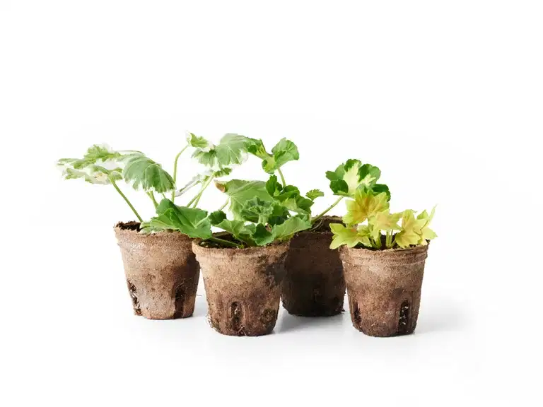 Pelargonia Zonale stikling