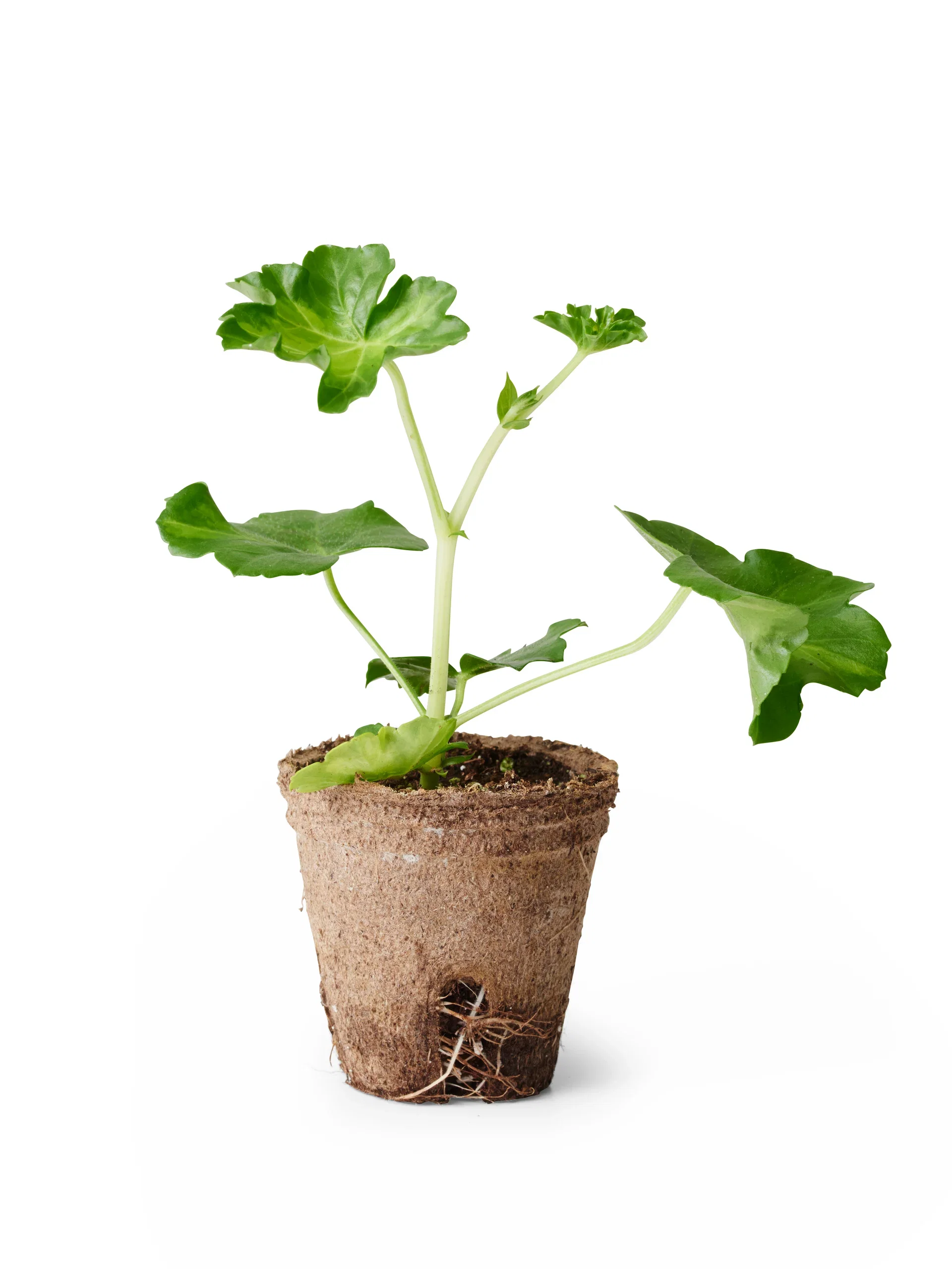 Slyngpelargonia stikling