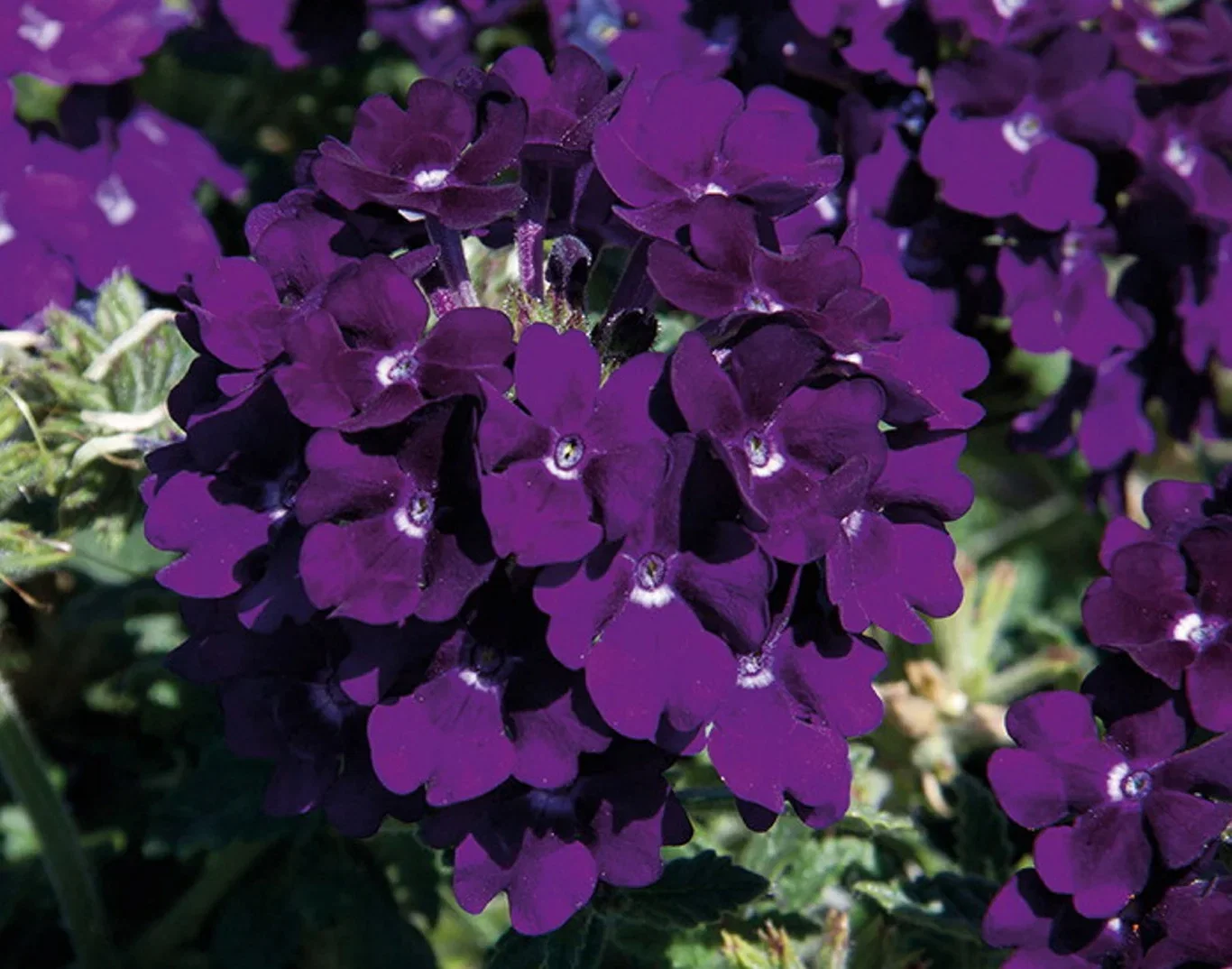 Verbena stikling