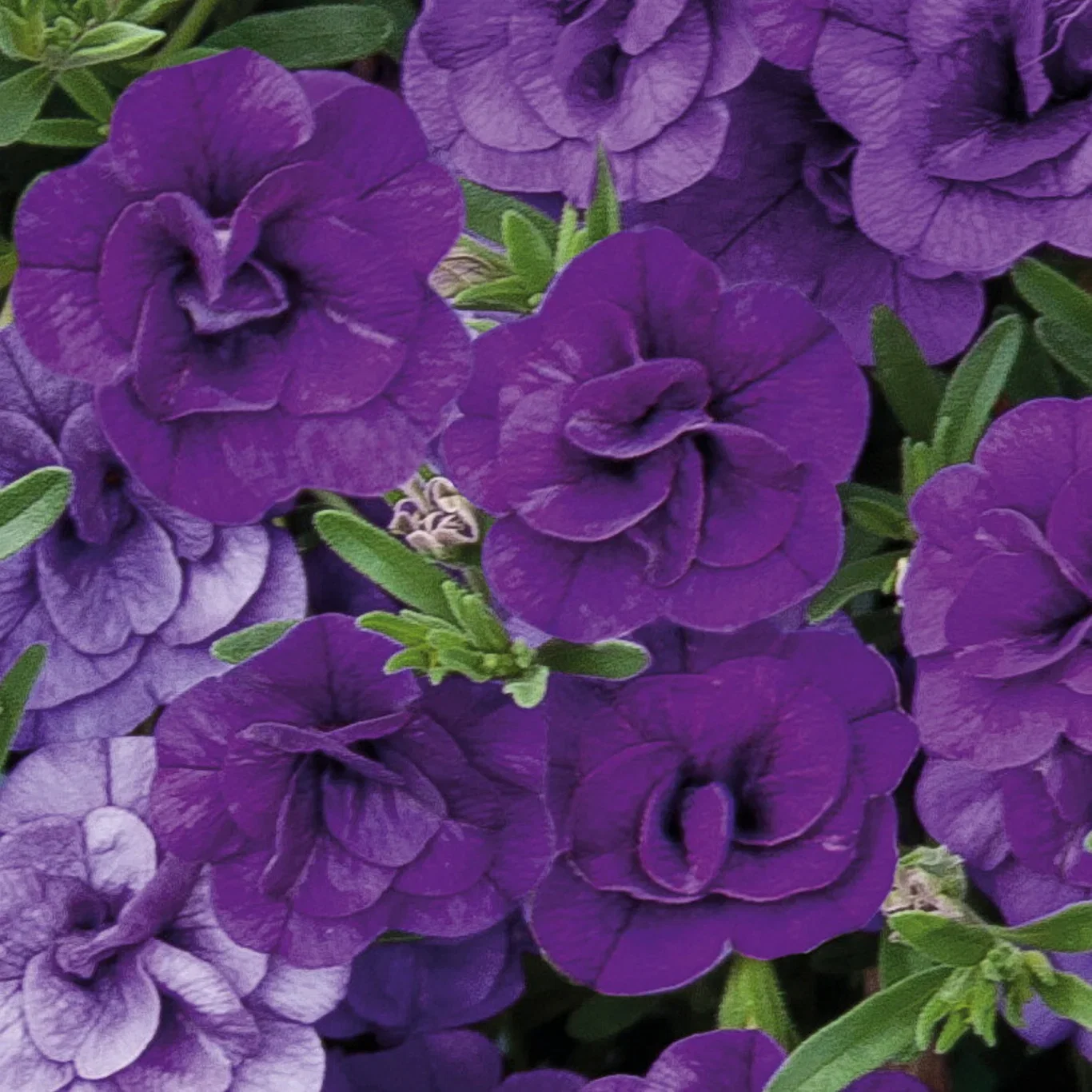 Petunia stikling