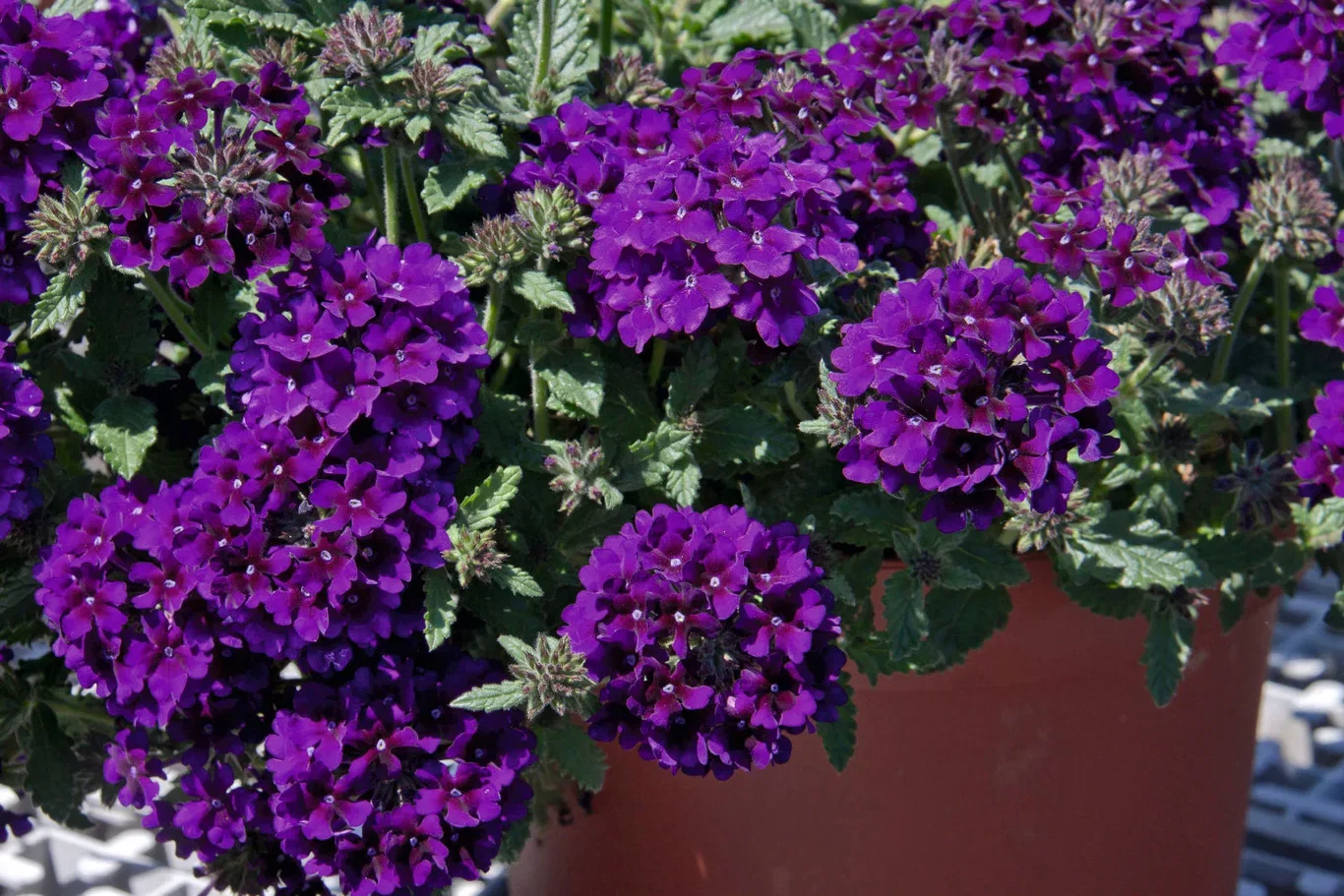 Verbena stikling