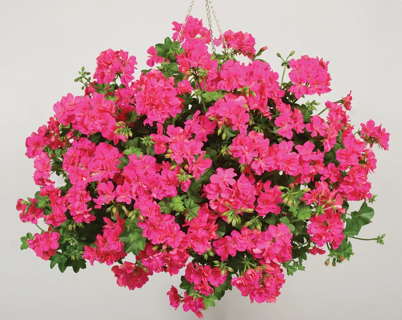 Slyngpelargonia stikling