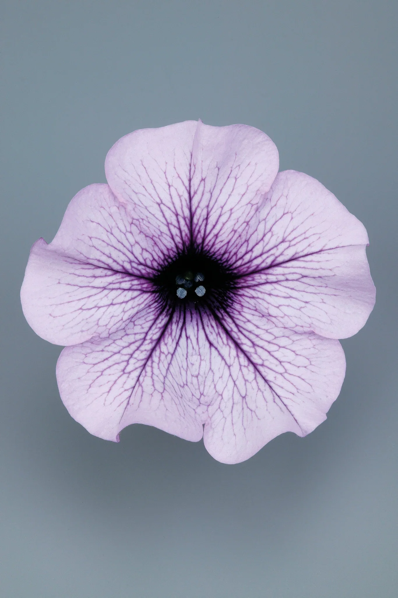 Petunia stikling
