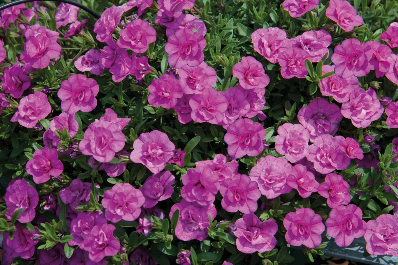 Petunia stikling