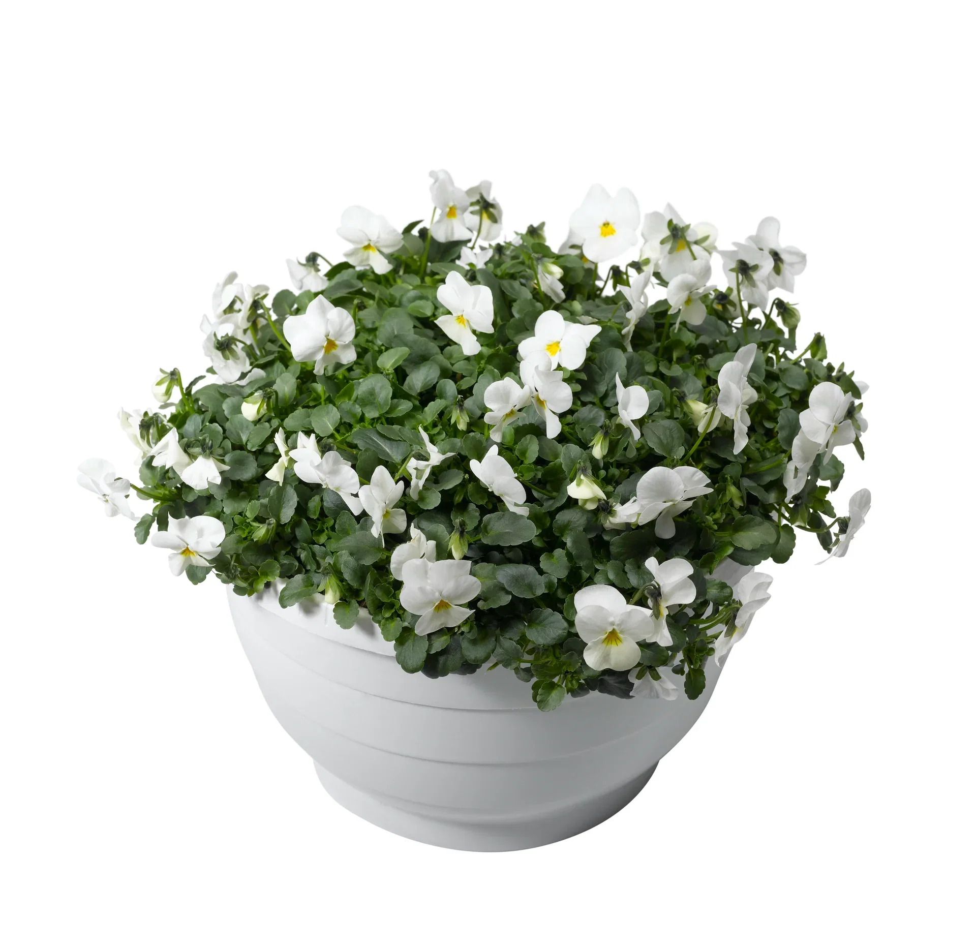 Viola small fl. bowl 23 cm