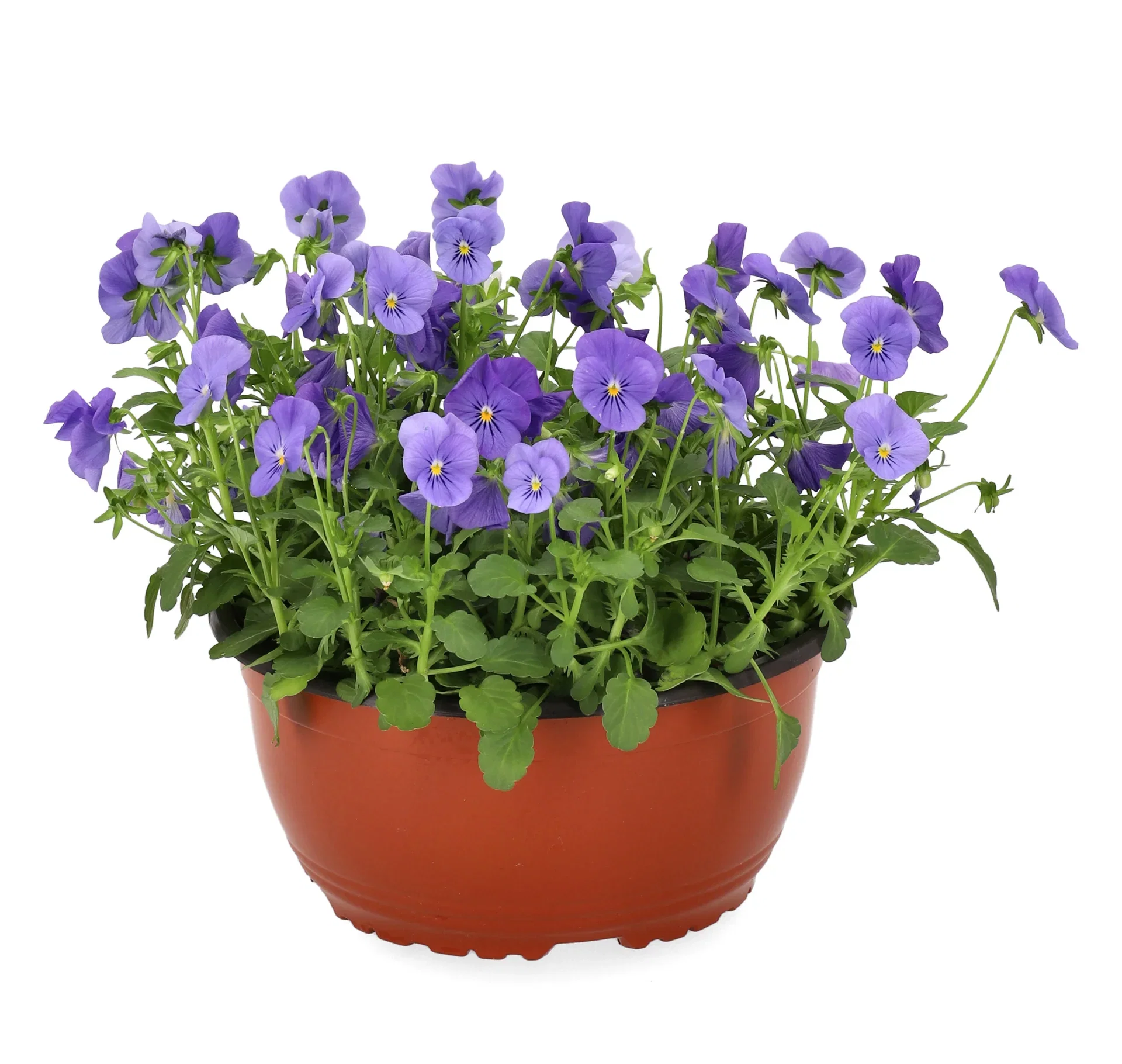 Viola small fl. bowl 23 cm