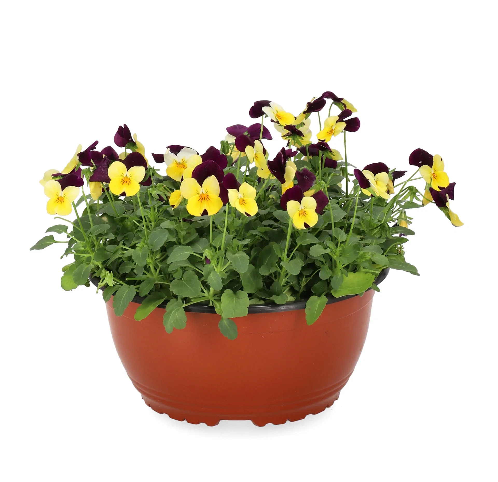 Viola small fl. bowl 23 cm