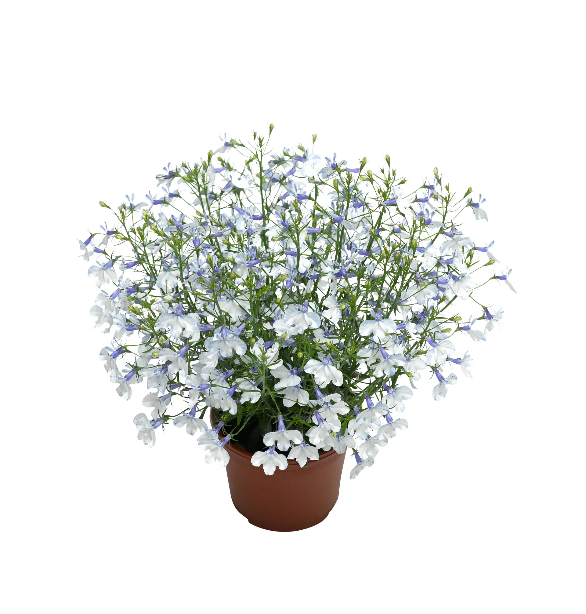 Lobelia 'Blue Delft'