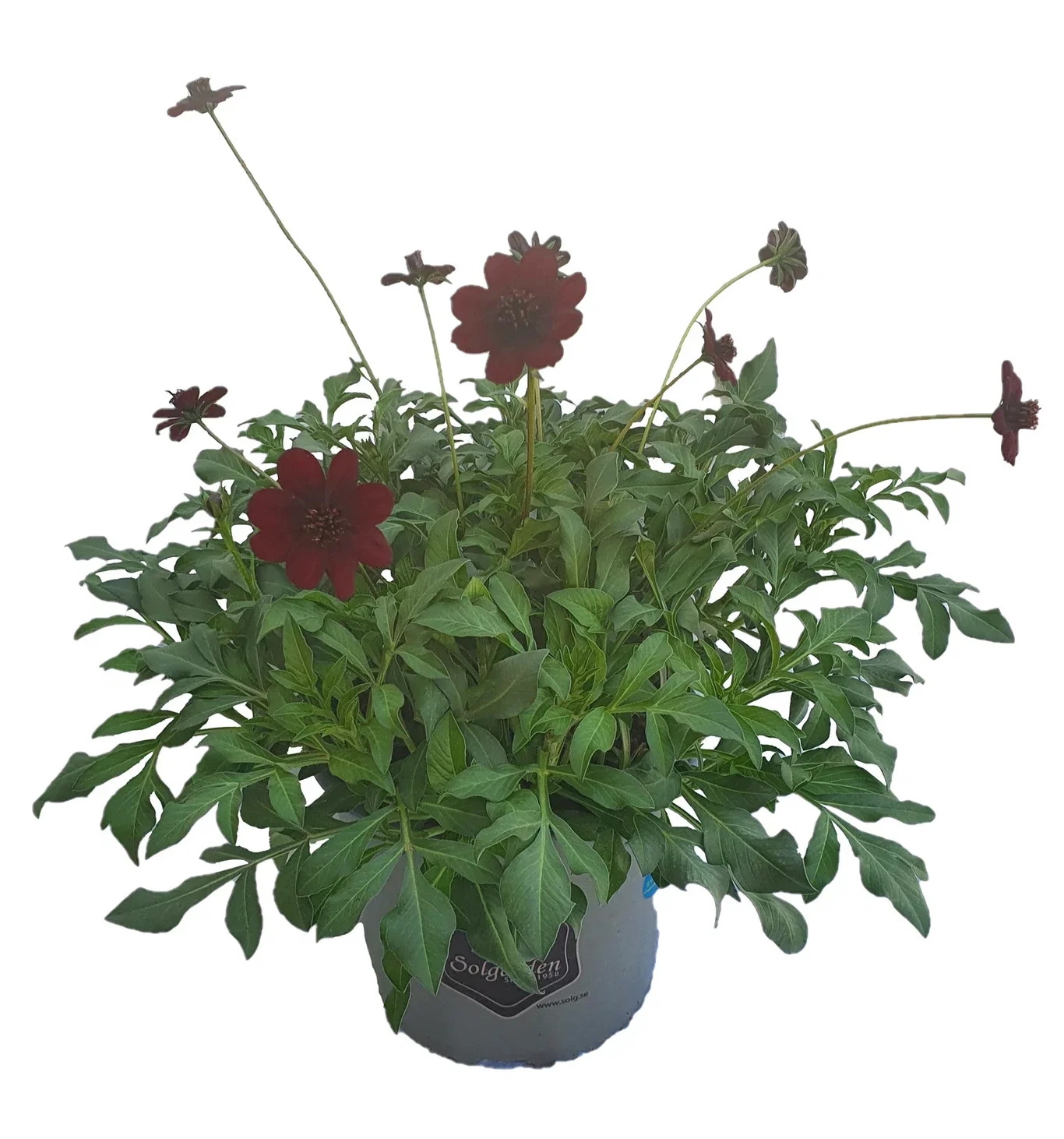 Cosmos atros. 'Chocamocha' 19 cm