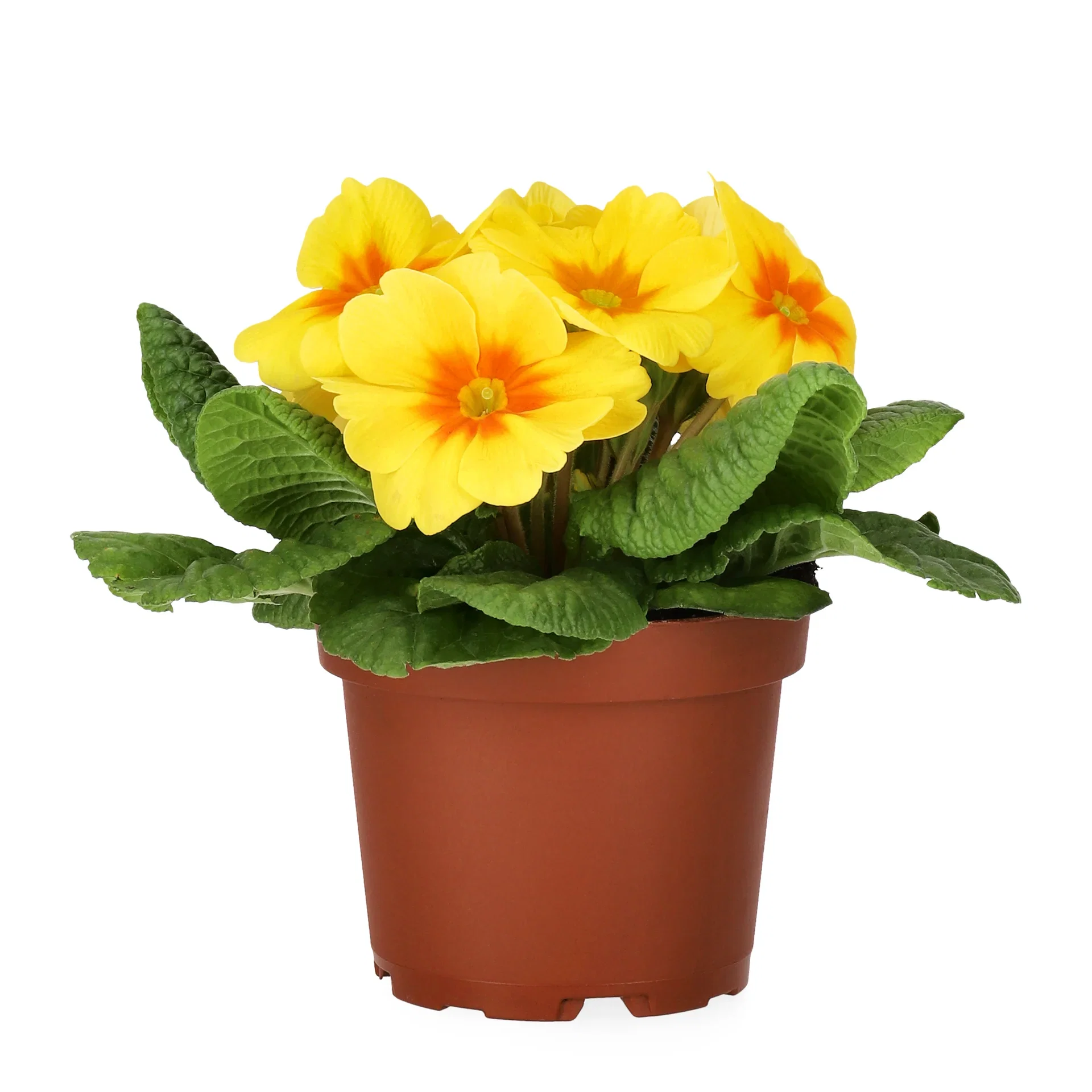 Primula vulgaris Yellow 10,5 cm