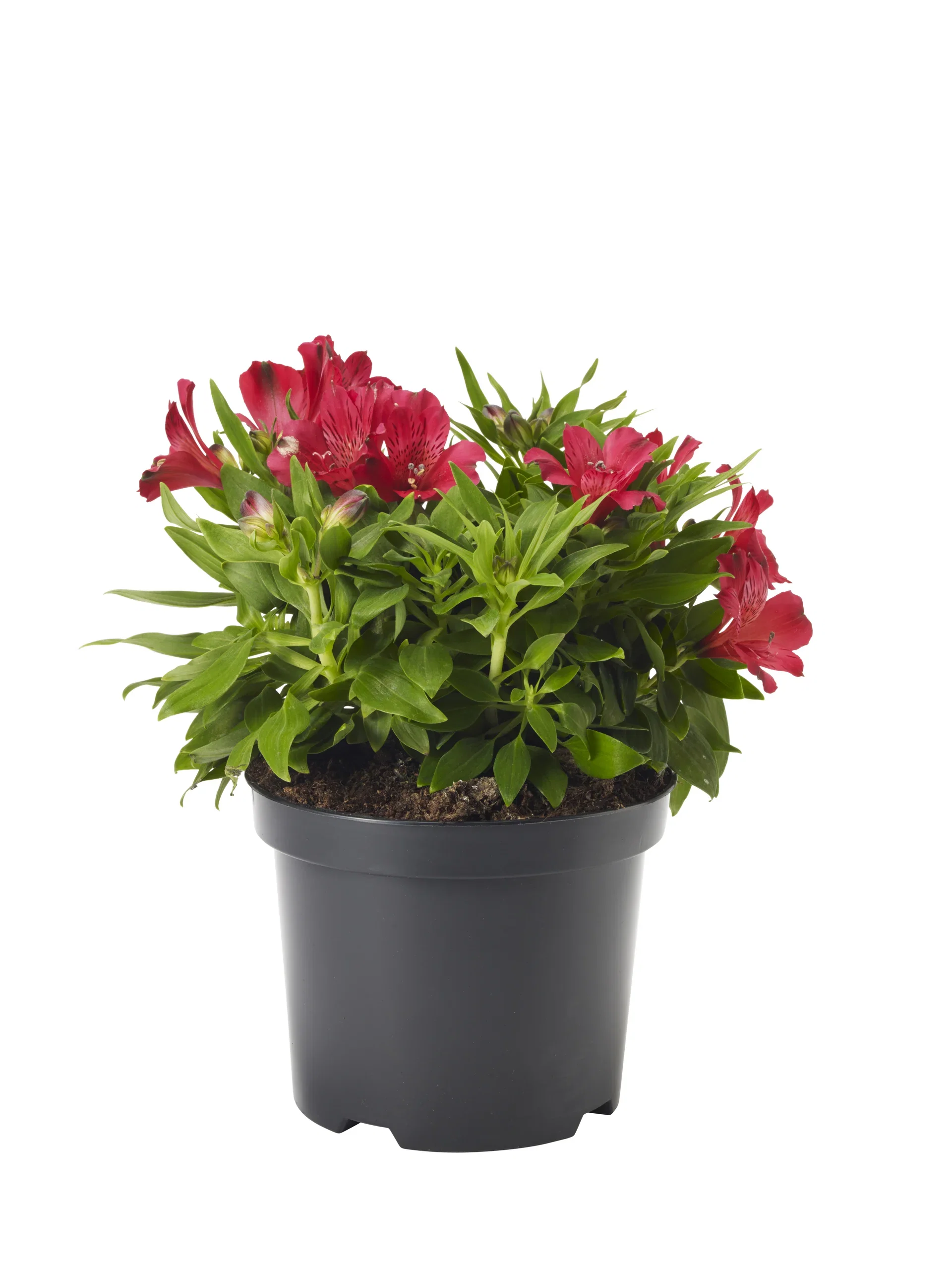 Alstroemeria