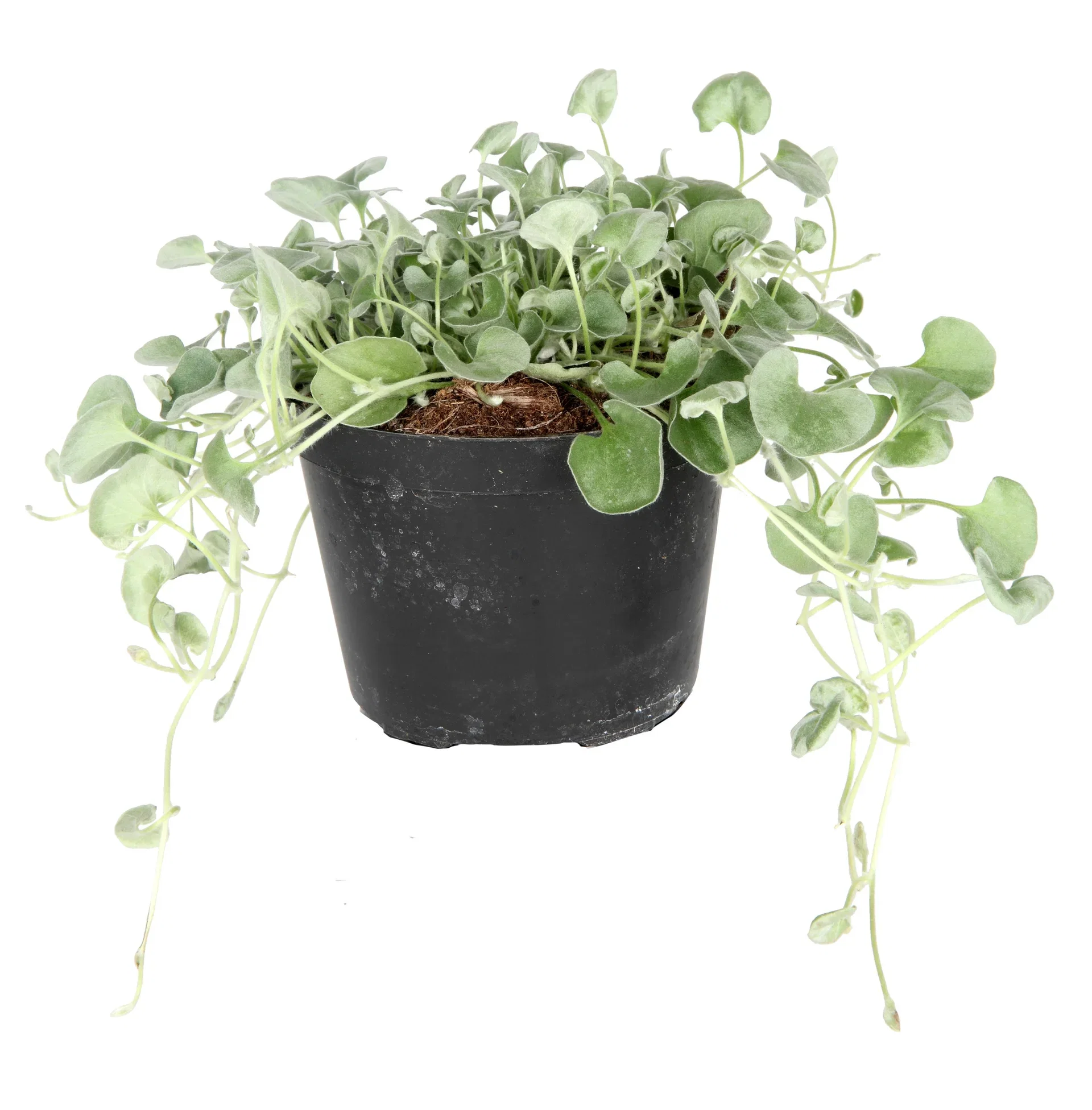 Dichondra 'Silverfall'