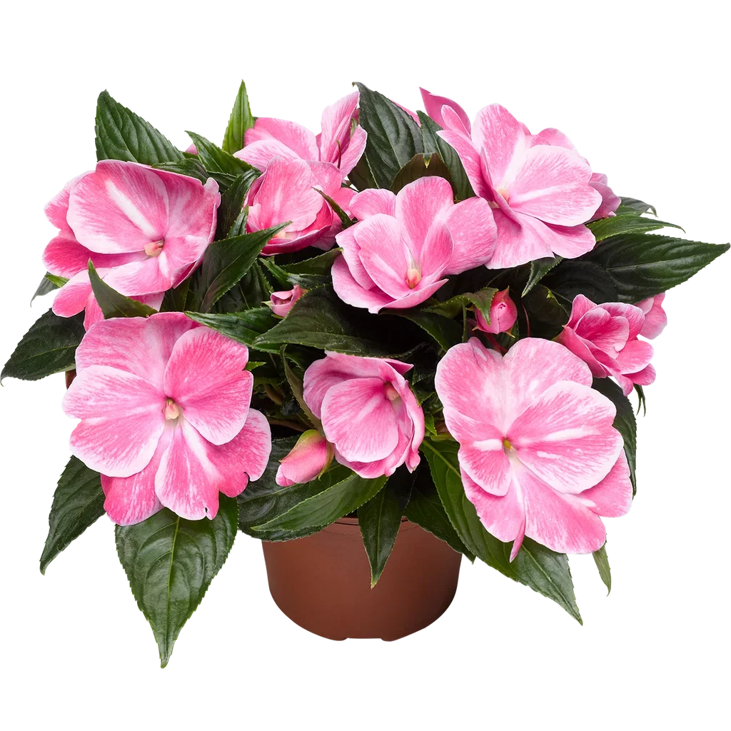 Happy Lotta 'Ny Guinea'