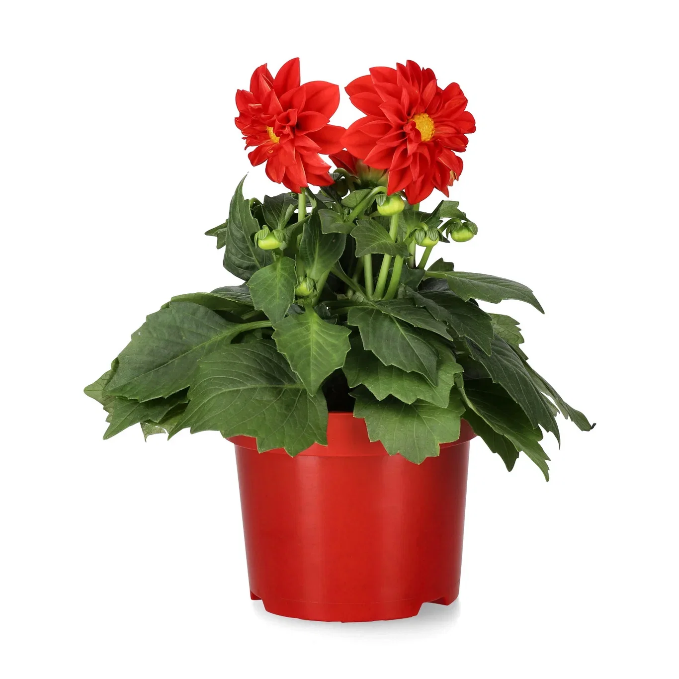 Dahlia double fl. Red 12 cm