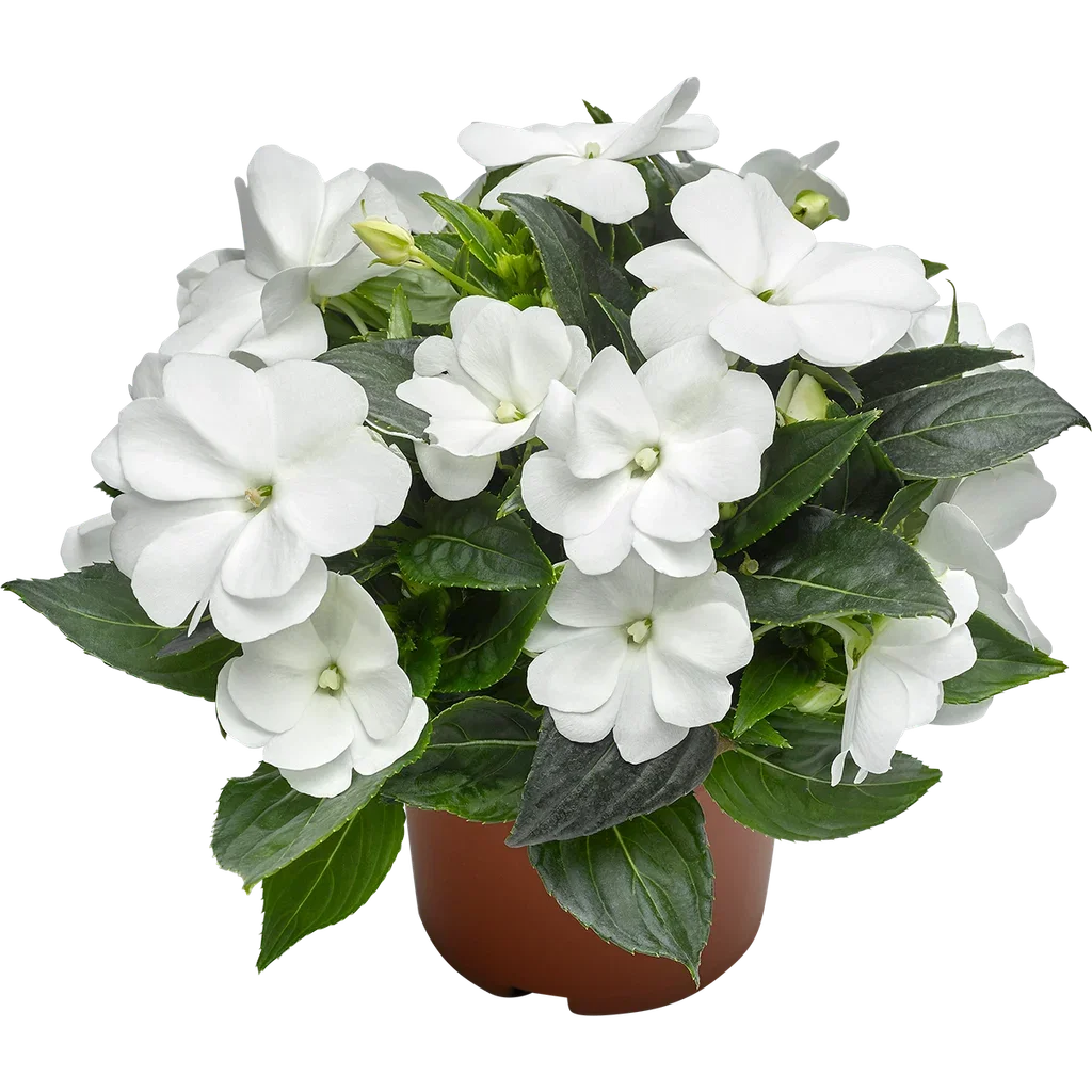 Impatiens N.G. White 12 cm