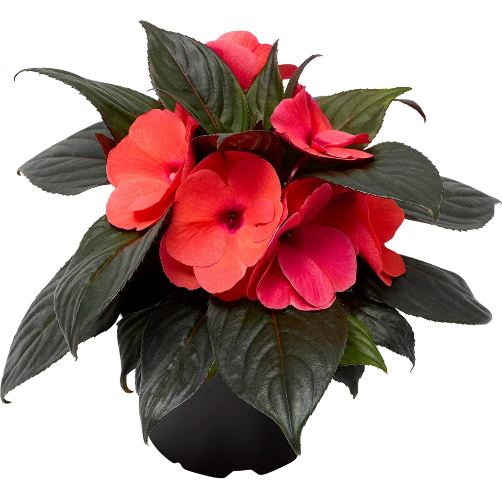 Impatiens N.G. Red 12 cm