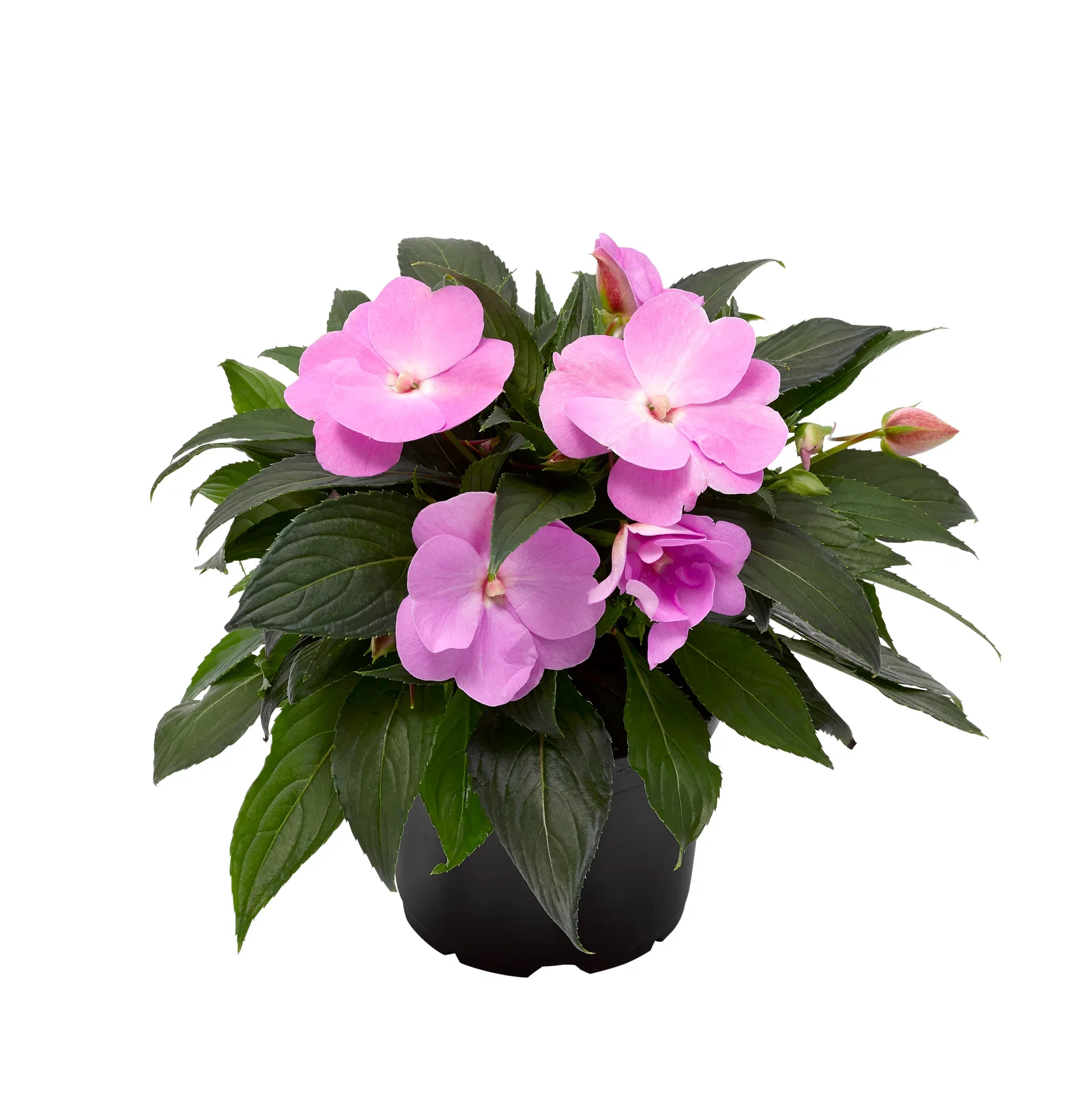 Impatiens N.G. Purple 12 cm