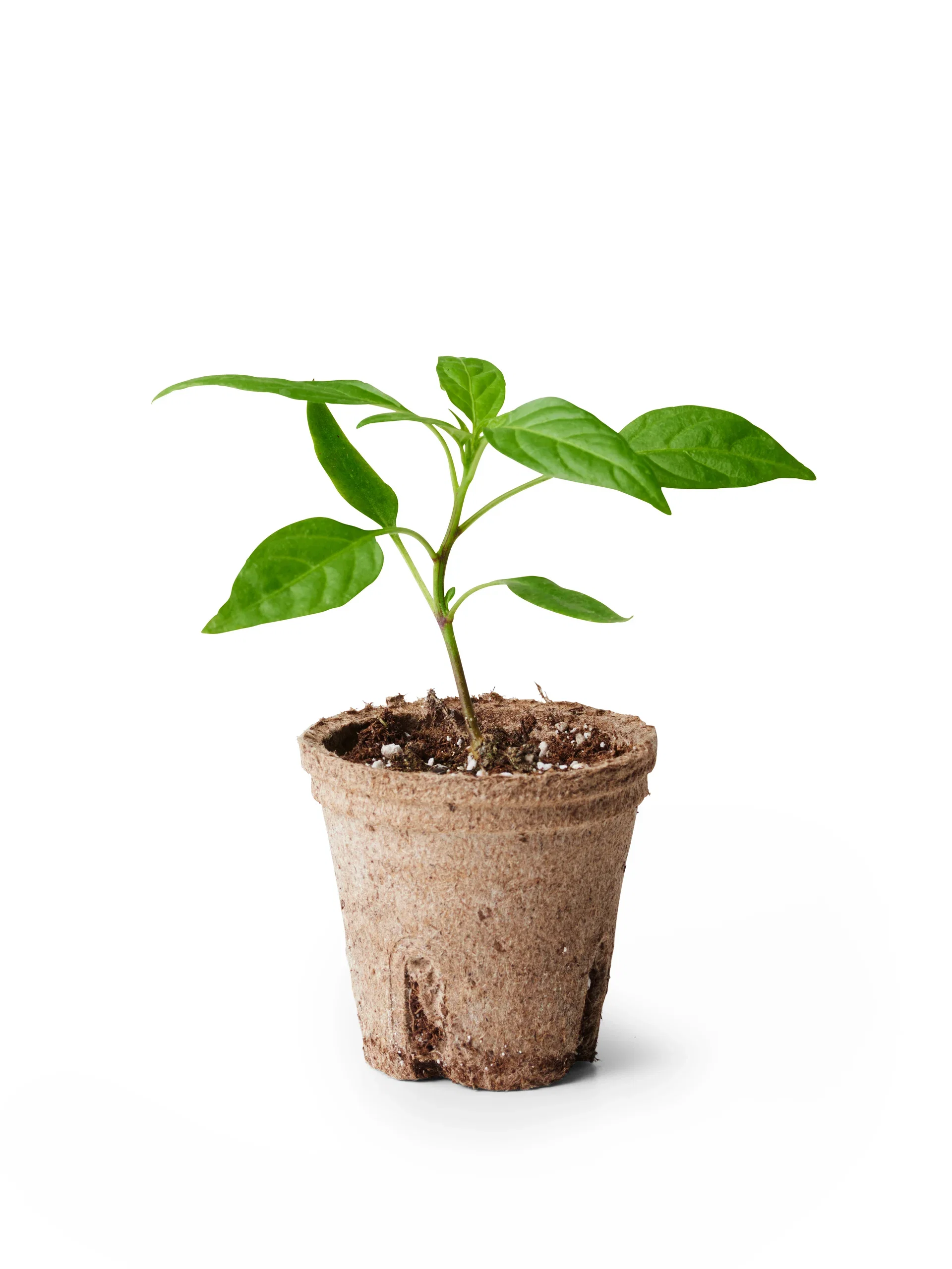 Capsicum Chili 'De Cayenne' 6 cm