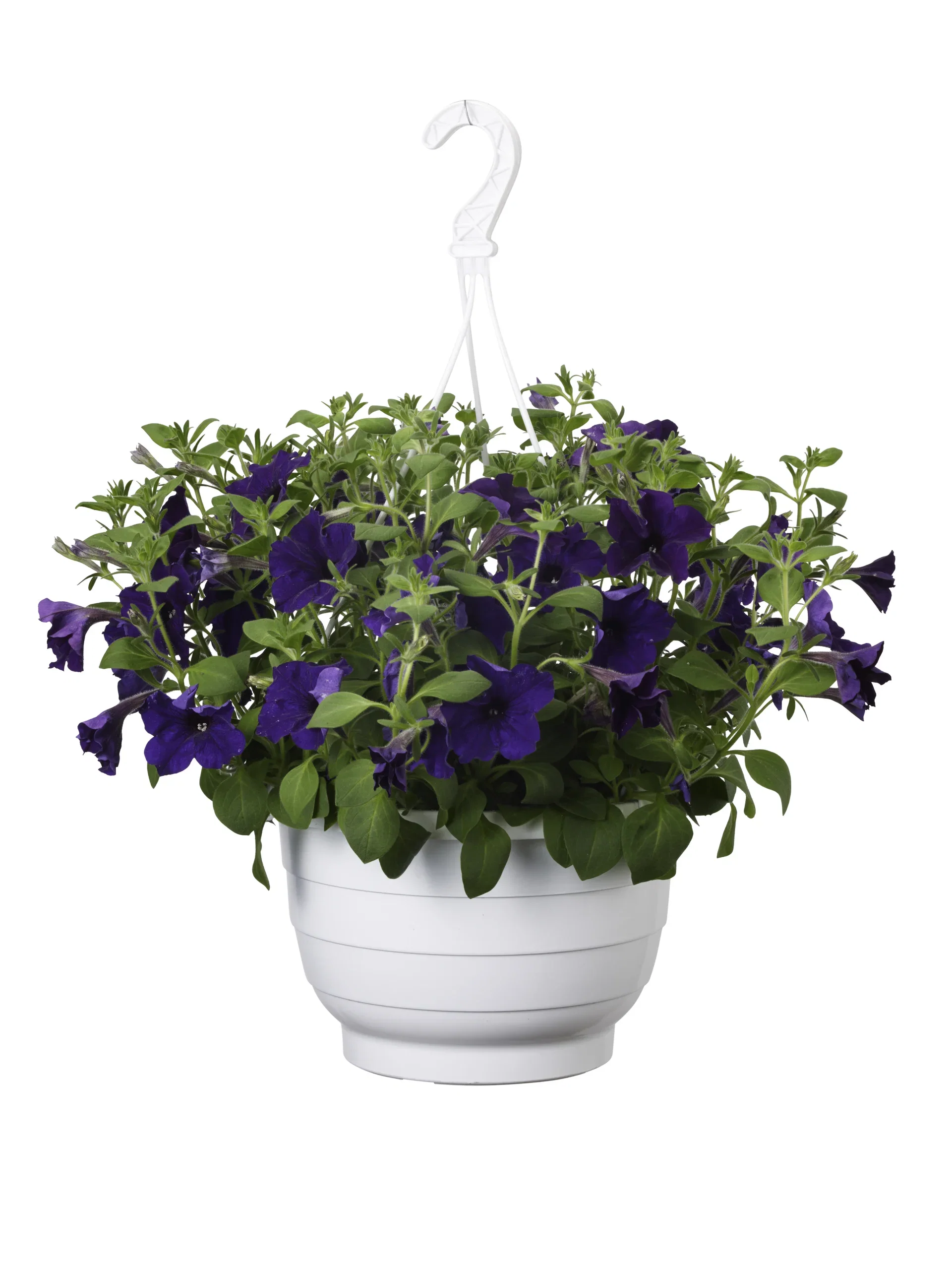 Petunia h. Blue h. basket 25 cm